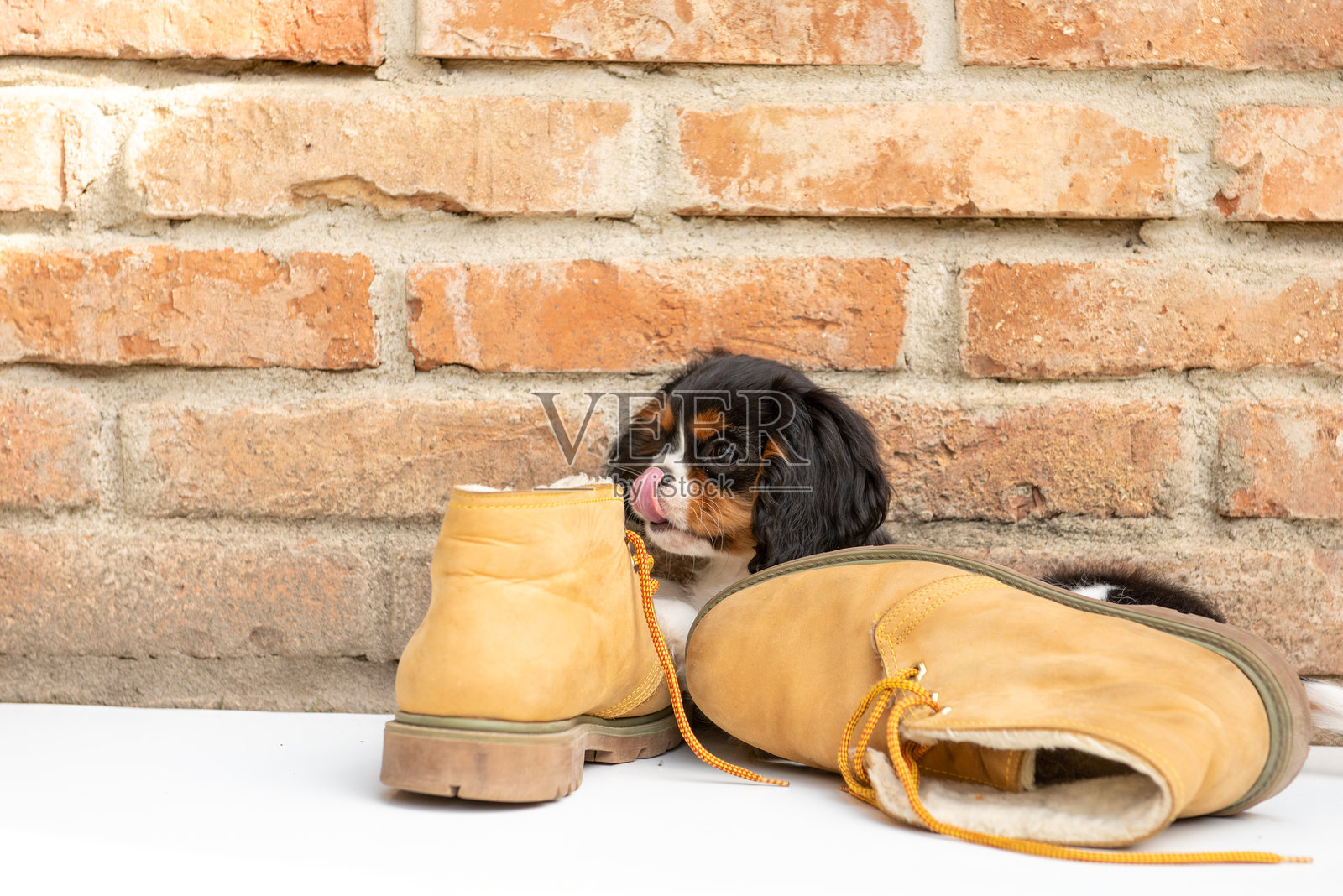 穿着鞋子的三色查理王小猎犬幼犬在花园里。照片摄影图片