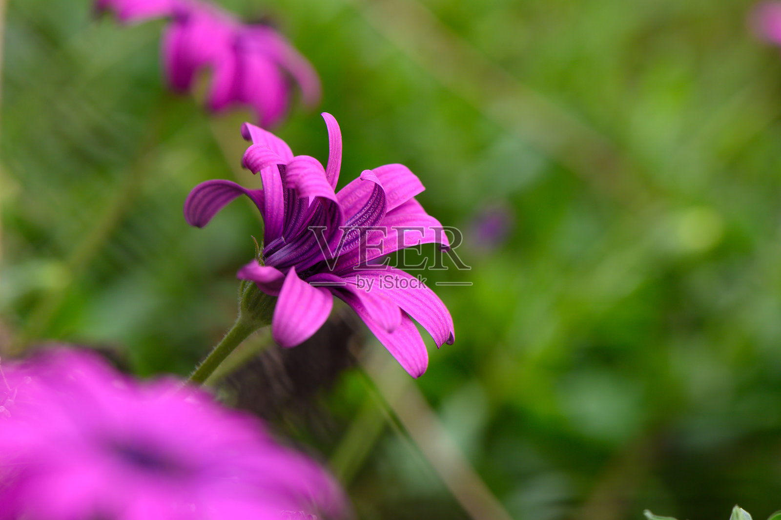 五彩缤纷的紫色花朵在春天阳光明媚的下午,在郁郁葱葱的花园中绚丽绽放。照片摄影图片