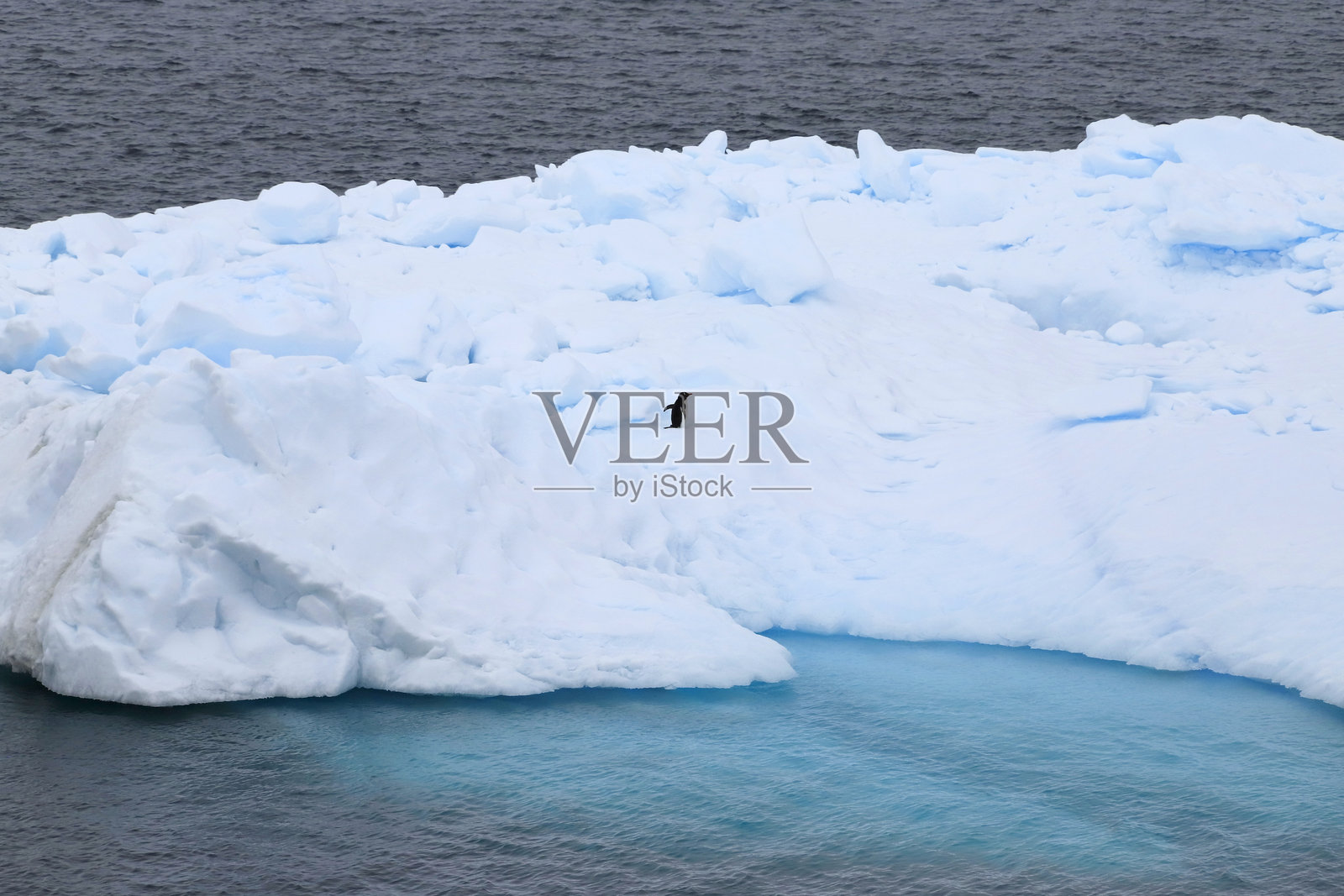 在冰山上的信天翁企鹅照片摄影图片