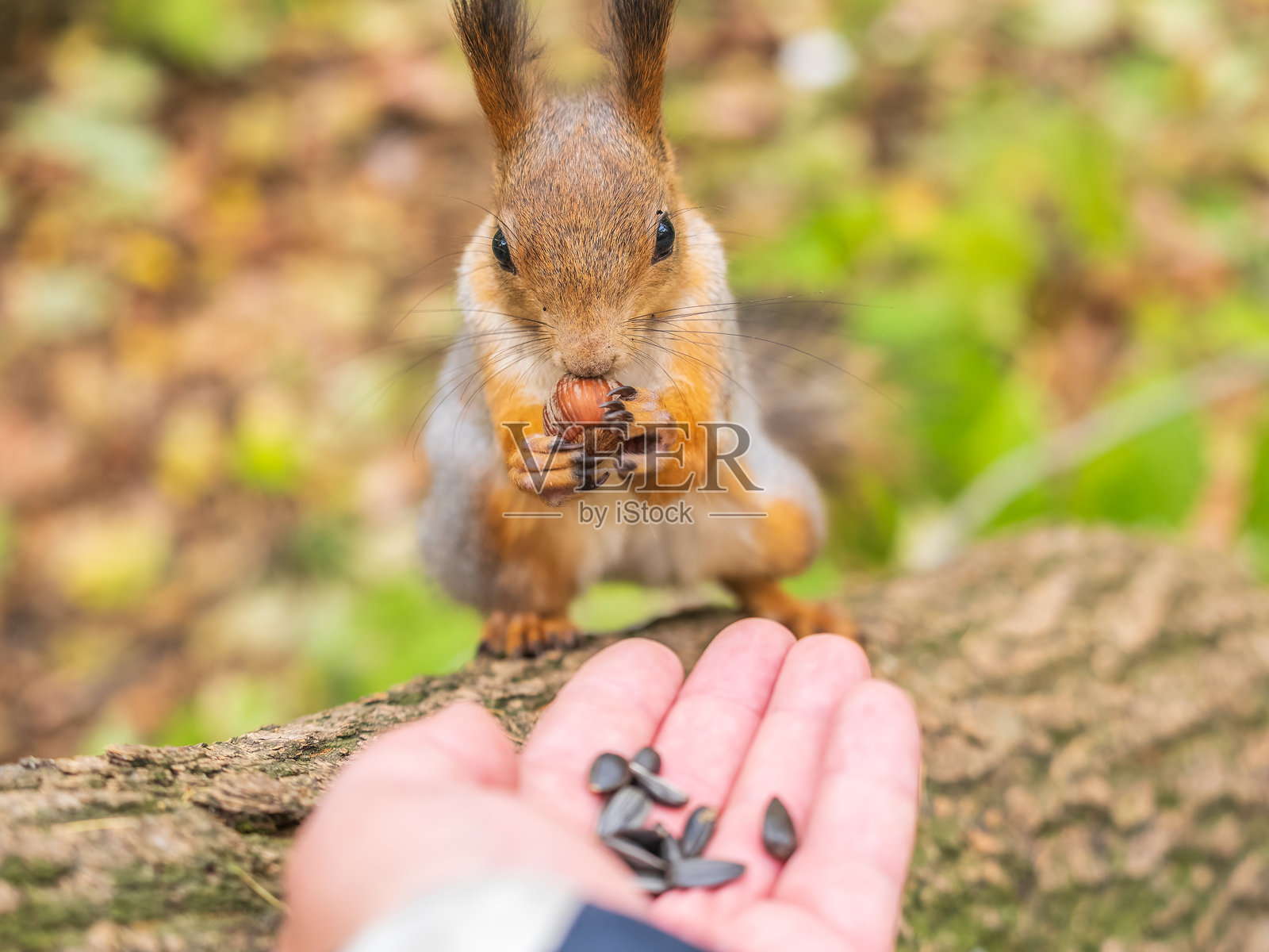 一只松鼠在秋天从人手中吃坚果。欧亚红松鼠,Sciurus vulgaris照片摄影图片