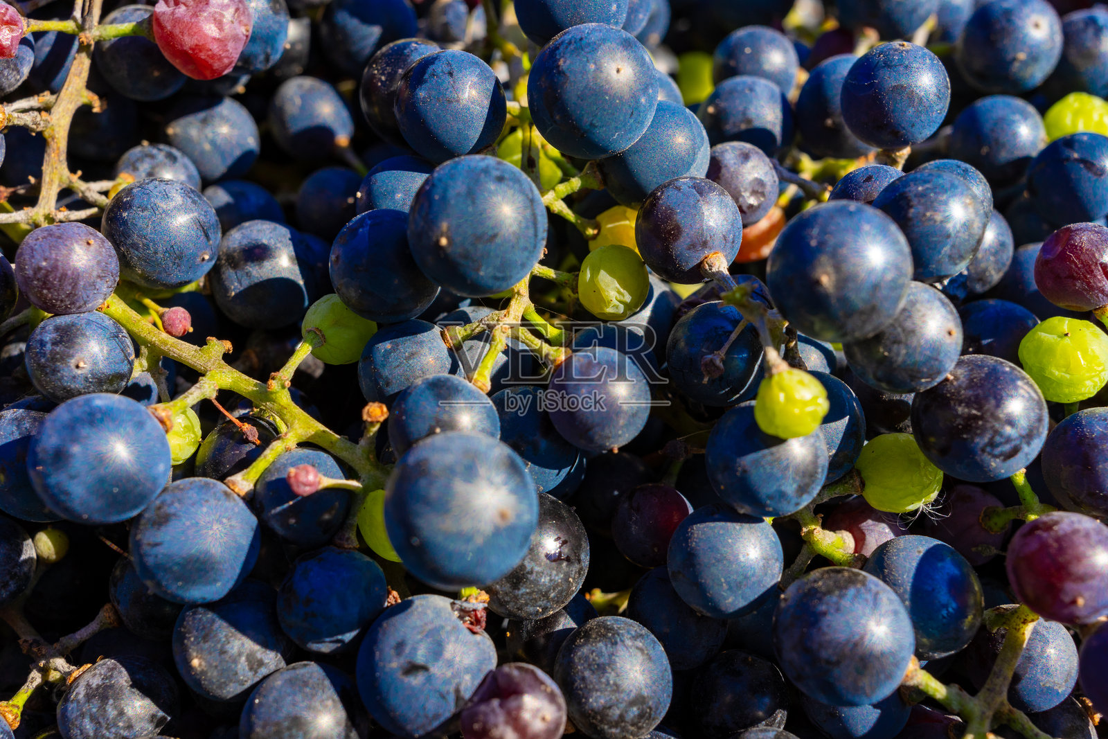 新鲜采摘的葡萄背景。一串采摘的蓝色葡萄照片摄影图片