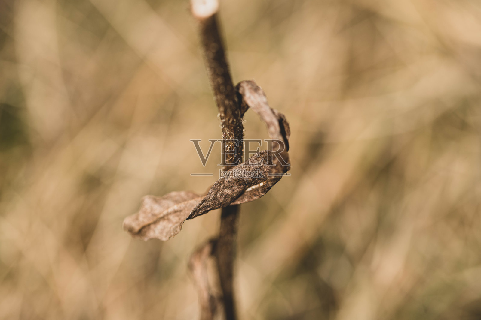 微距摄影照片摄影图片