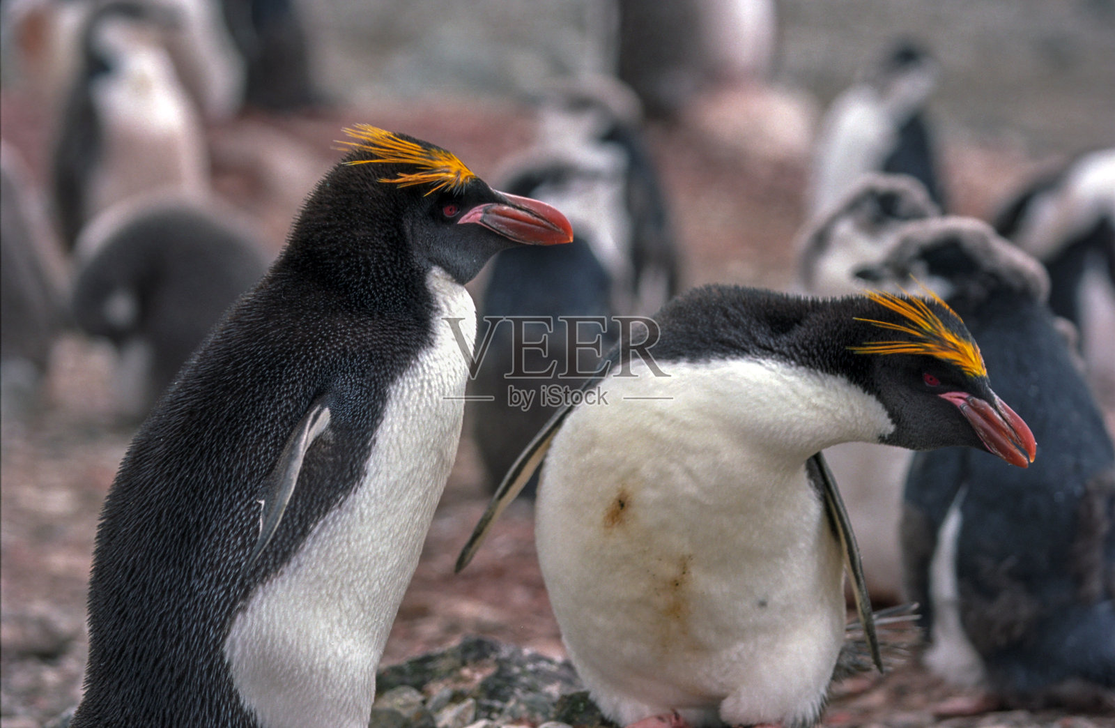 一对马卡罗尼企鹅在利文斯顿岛的汉娜角照片摄影图片