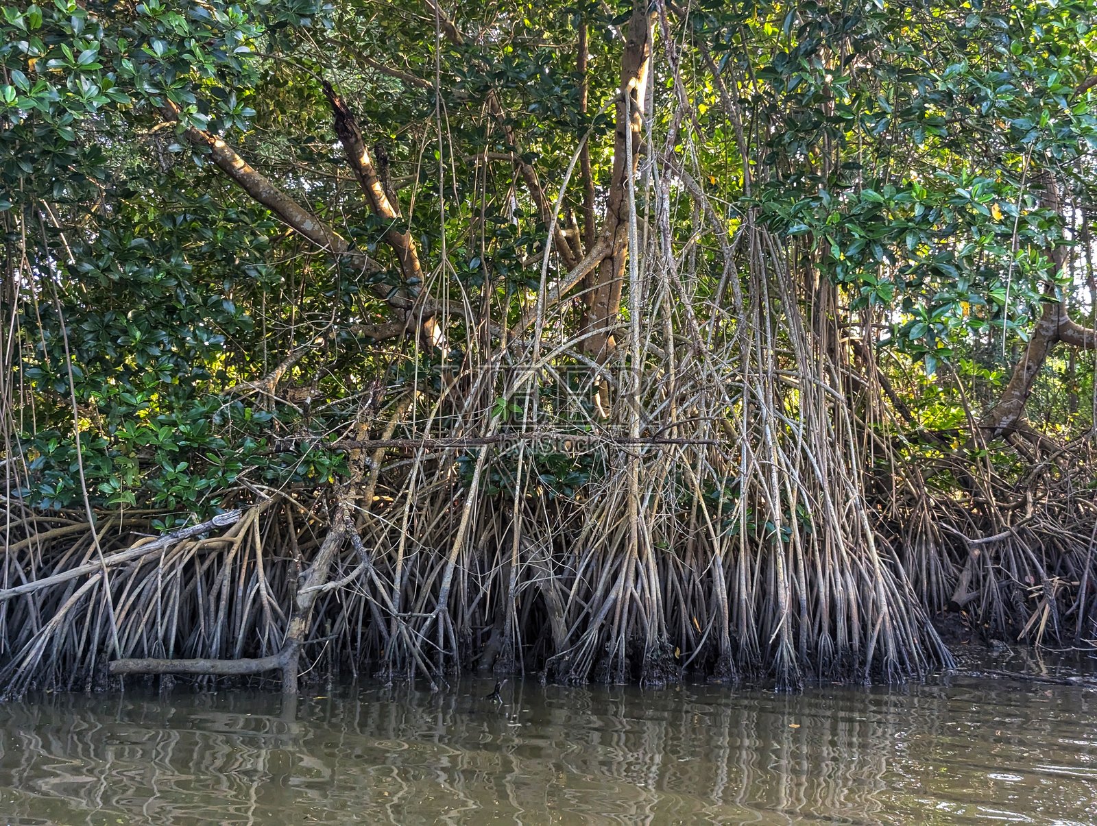 红树林森林照片摄影图片