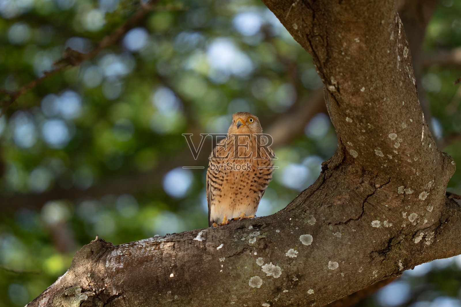 一只大雀鹰栖息在树上照片摄影图片