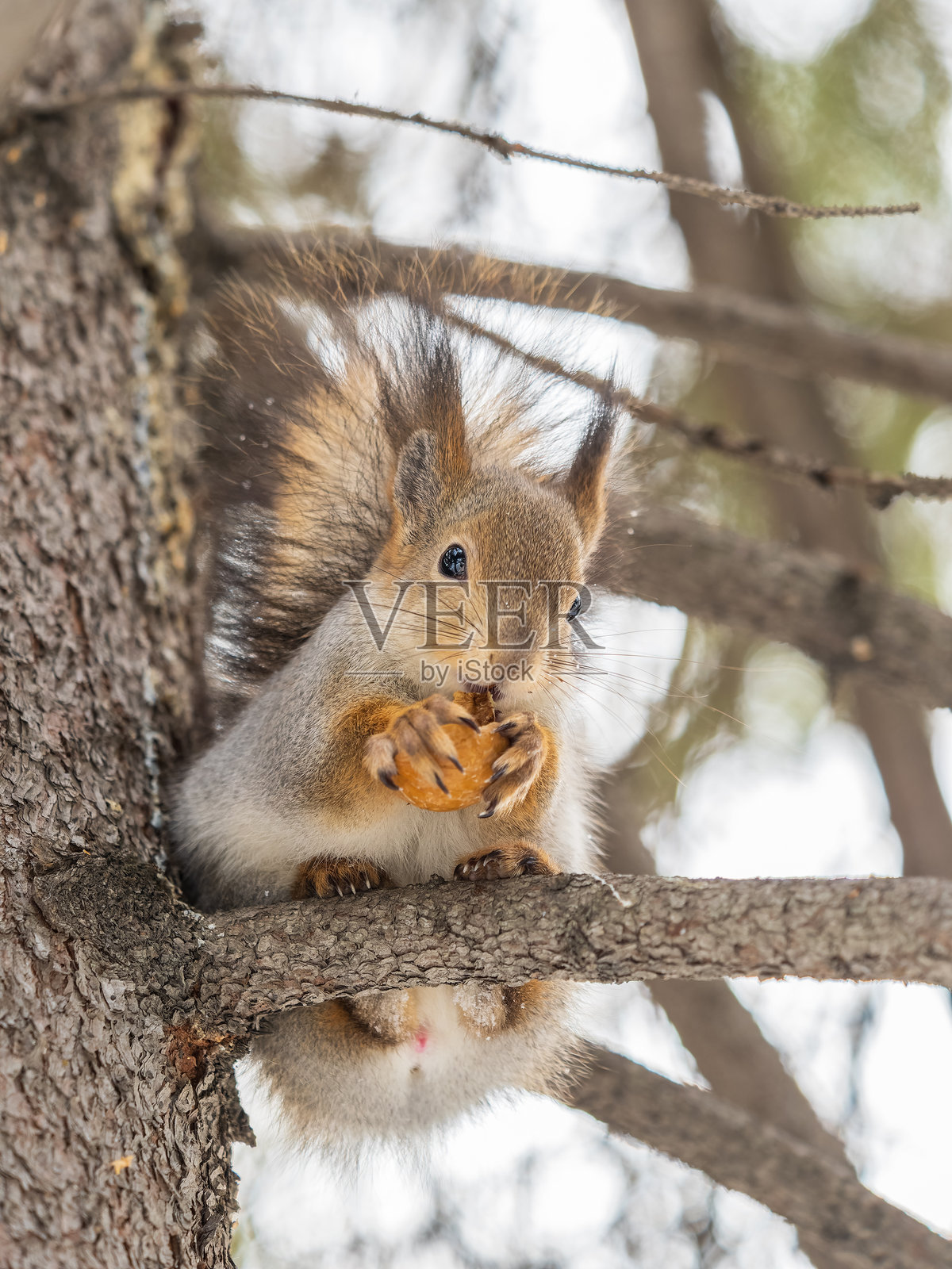 冬天或深秋,松鼠坐在树上,手里拿着坚果。照片摄影图片