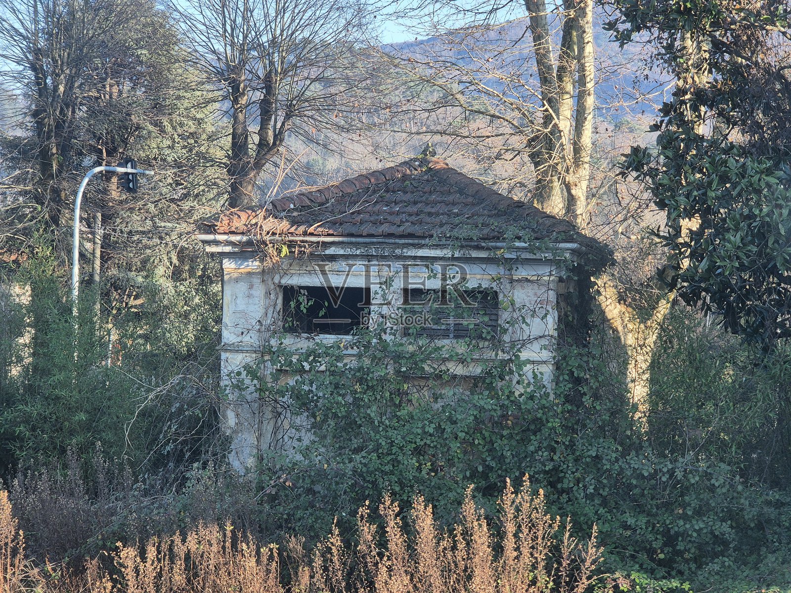 一座古老的废弃建筑,红色瓦屋顶被藤蔓覆盖,四周环绕着茂密的植被和光秃的树木。照片摄影图片