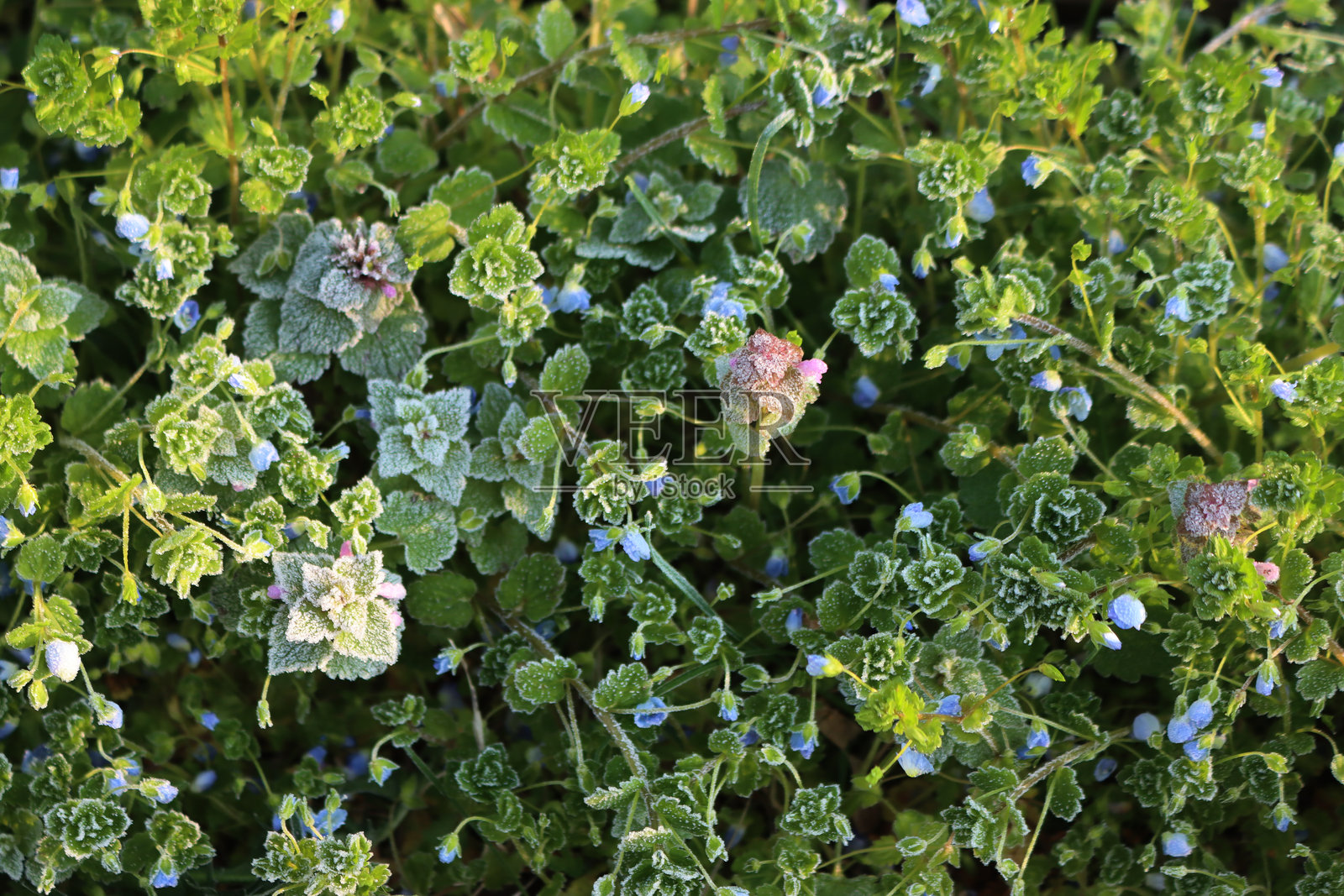 草地上花朵上的突如其来的霜冻照片摄影图片