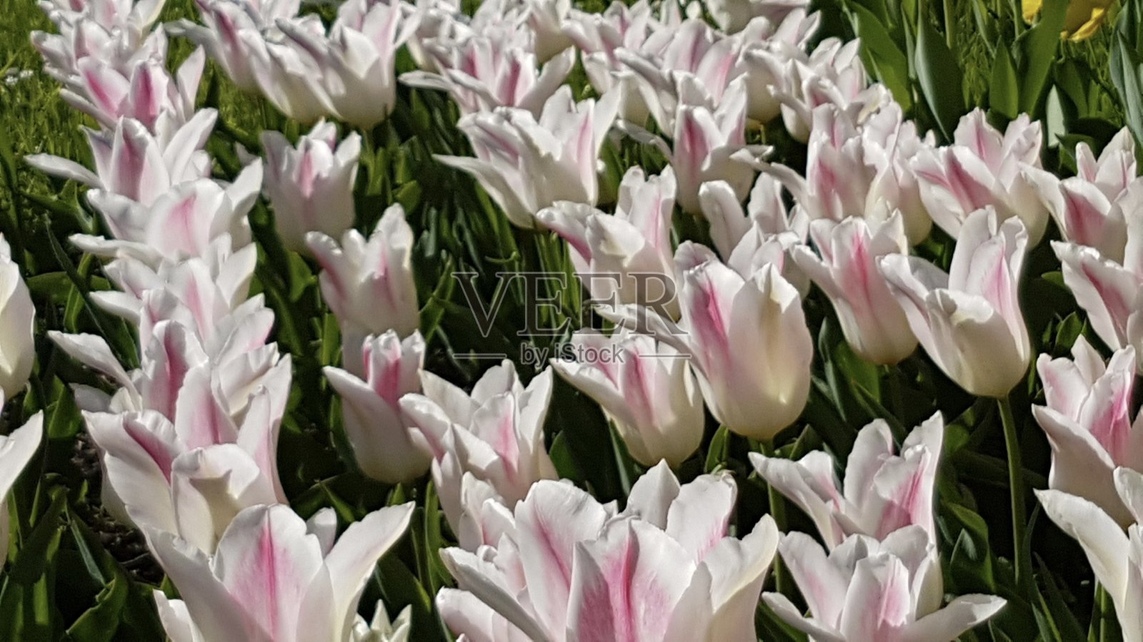 春天的郁金香照片摄影图片