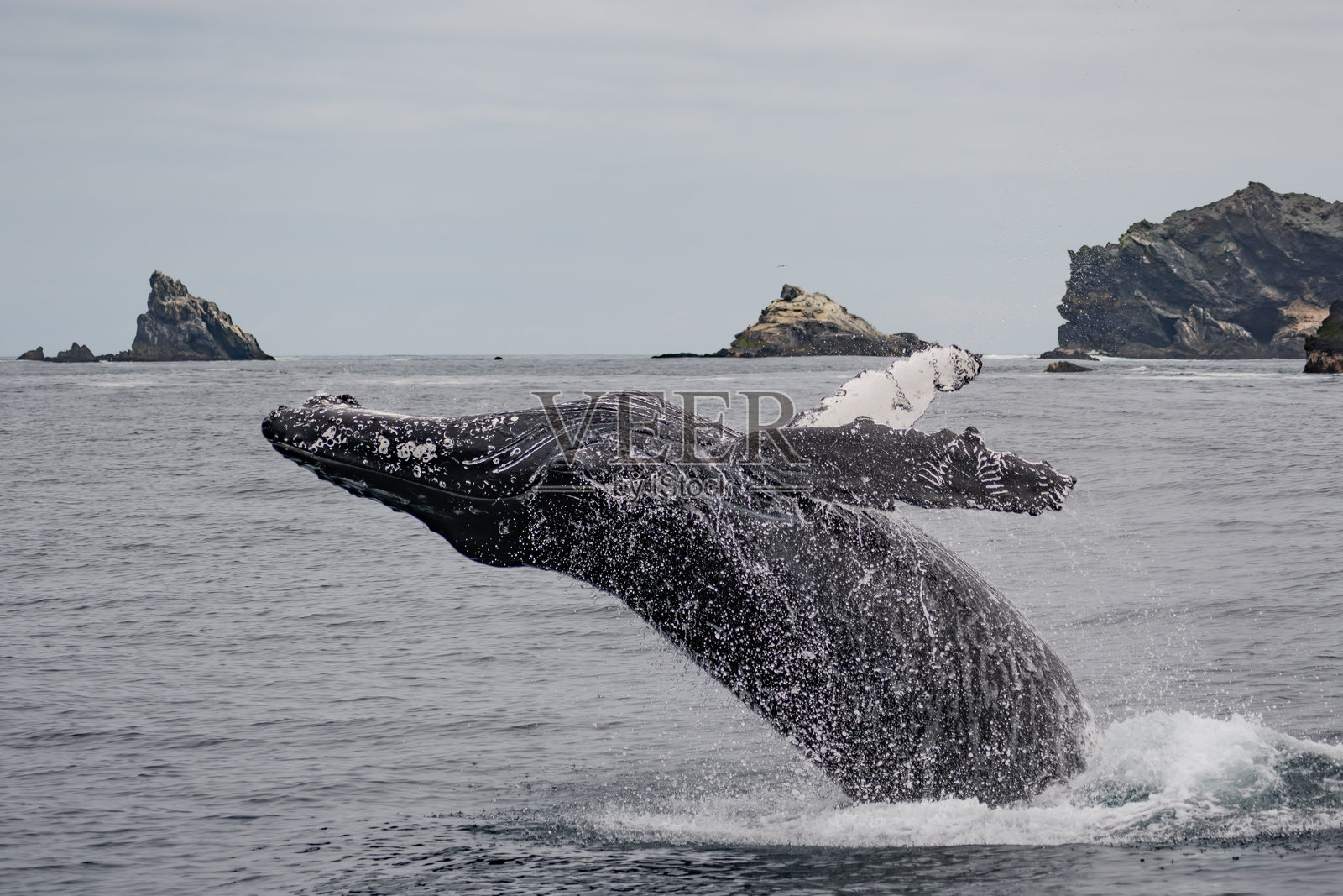 座头鲸跃出水面照片摄影图片