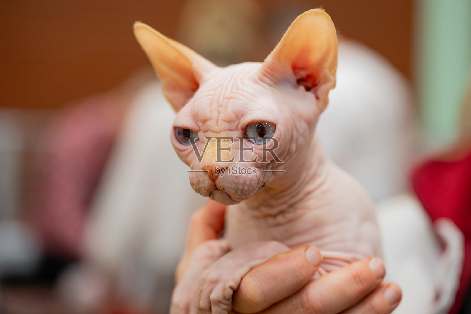 斯芬克斯照片摄影图片