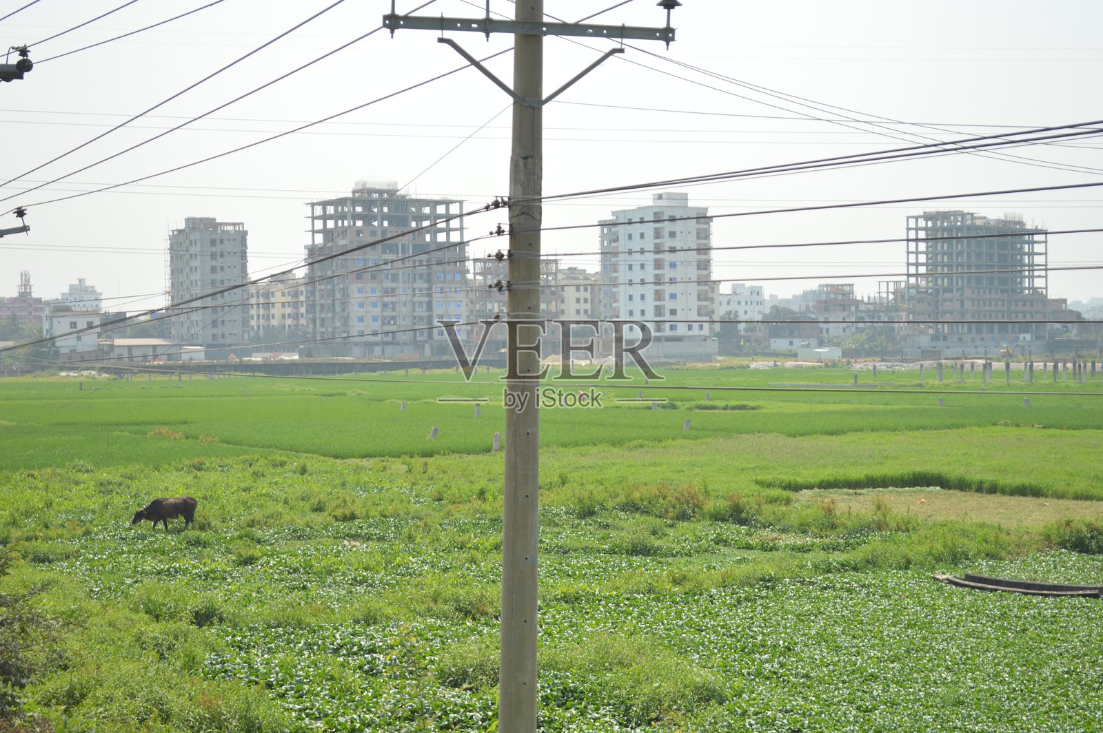 早晨公园里的城市景观。孟加拉国乡村的绿色田野。照片摄影图片