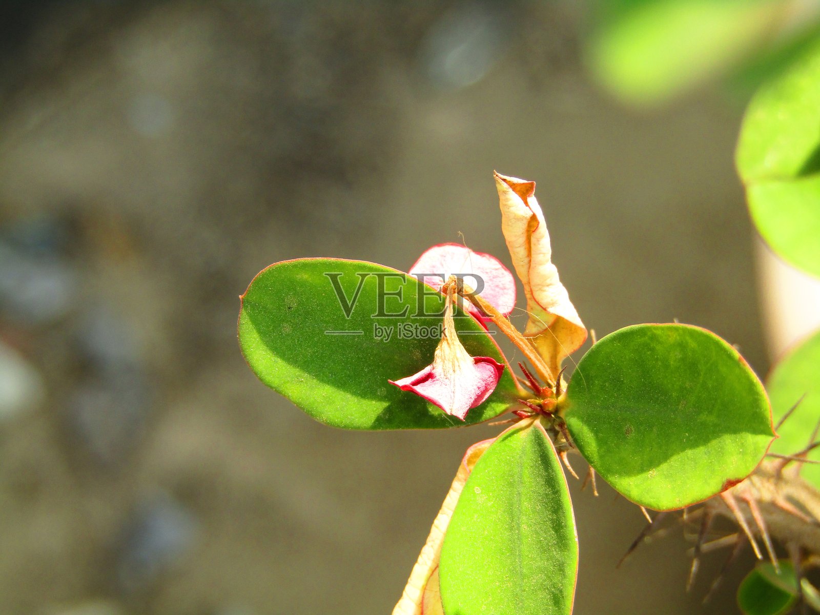 春季花园中,年轻小树枝上新鲜小芽长出的鲜绿色叶子的特写。照片摄影图片