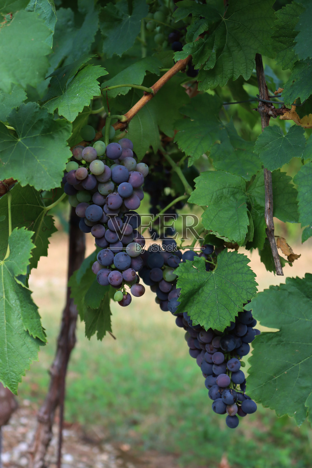 未成熟的紫色和绿色皮诺葡萄在葡萄园中特写镜头照片摄影图片