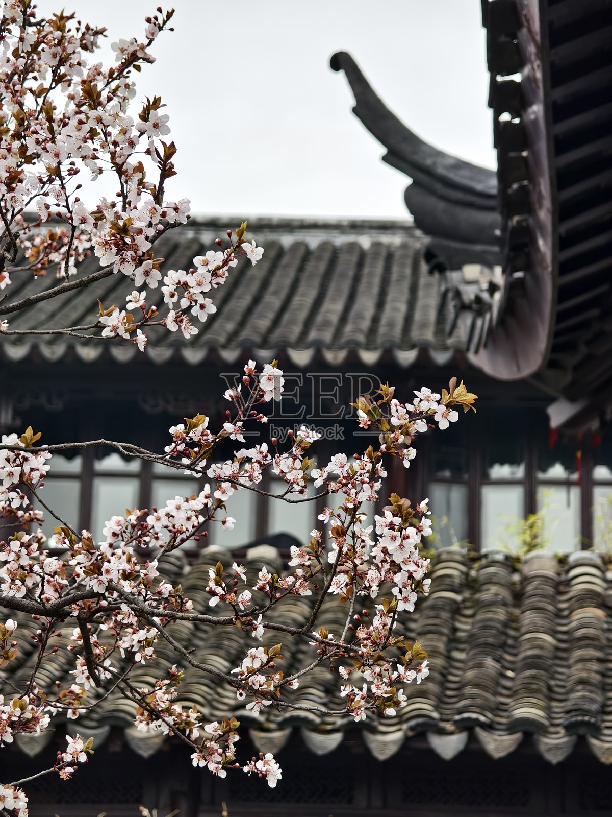 中国苏州的樱花照片摄影图片