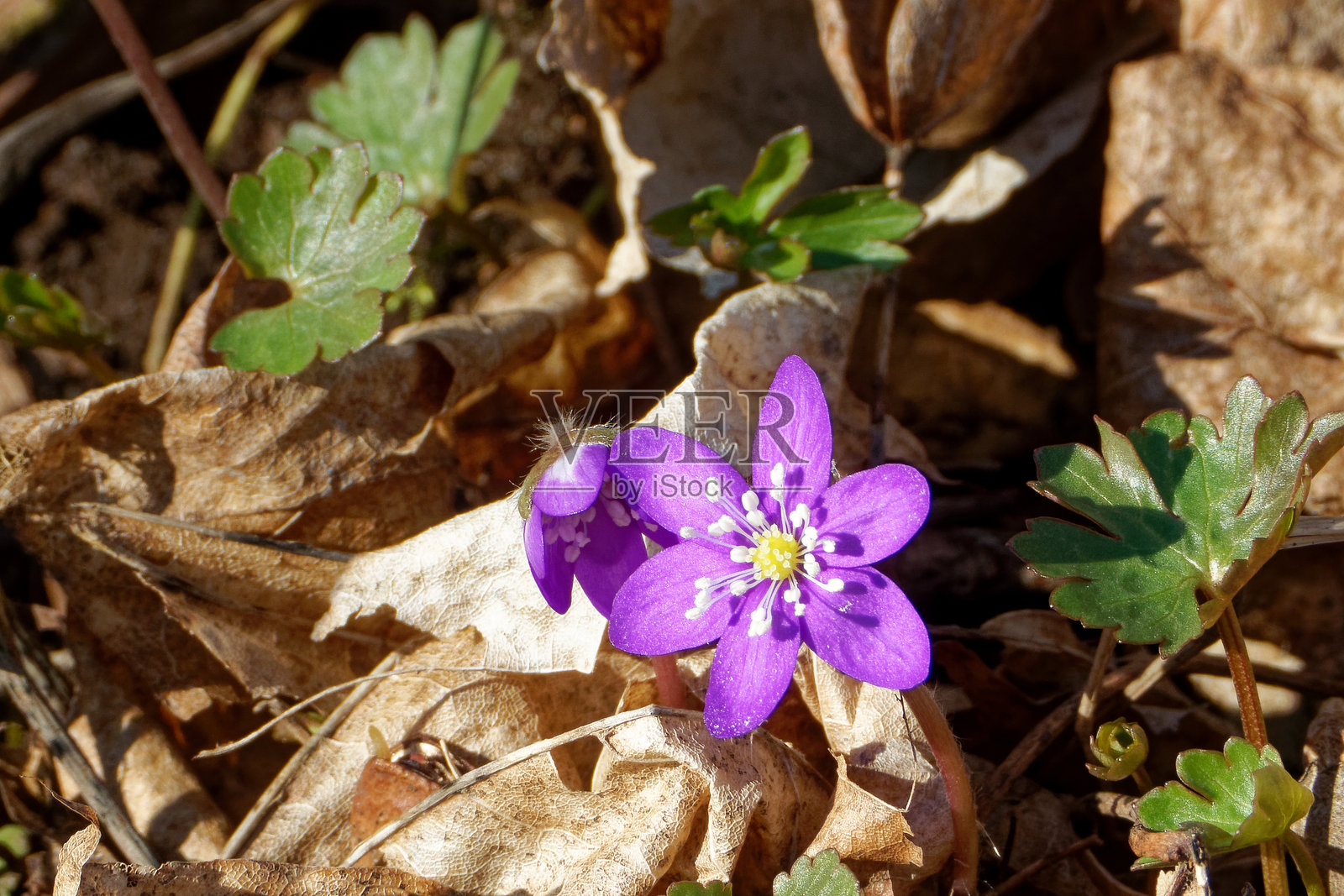 马齿苋是一种属于毛茛科的开花植物。照片摄影图片