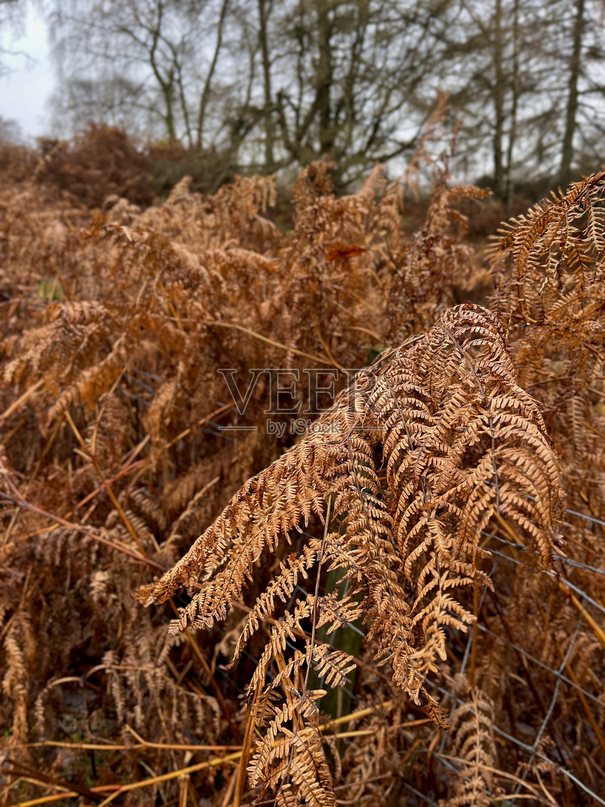秋季蕨类植物的特写,金色的叶片照片摄影图片