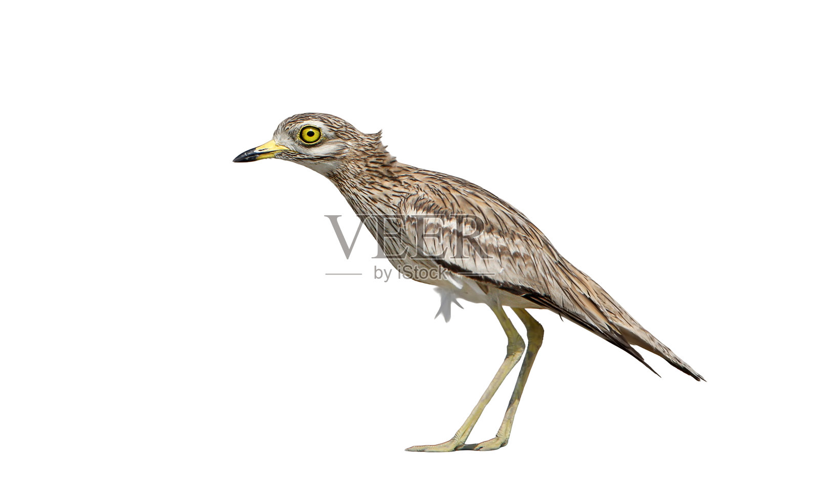 孤立在白色背景上的石鸻。照片摄影图片