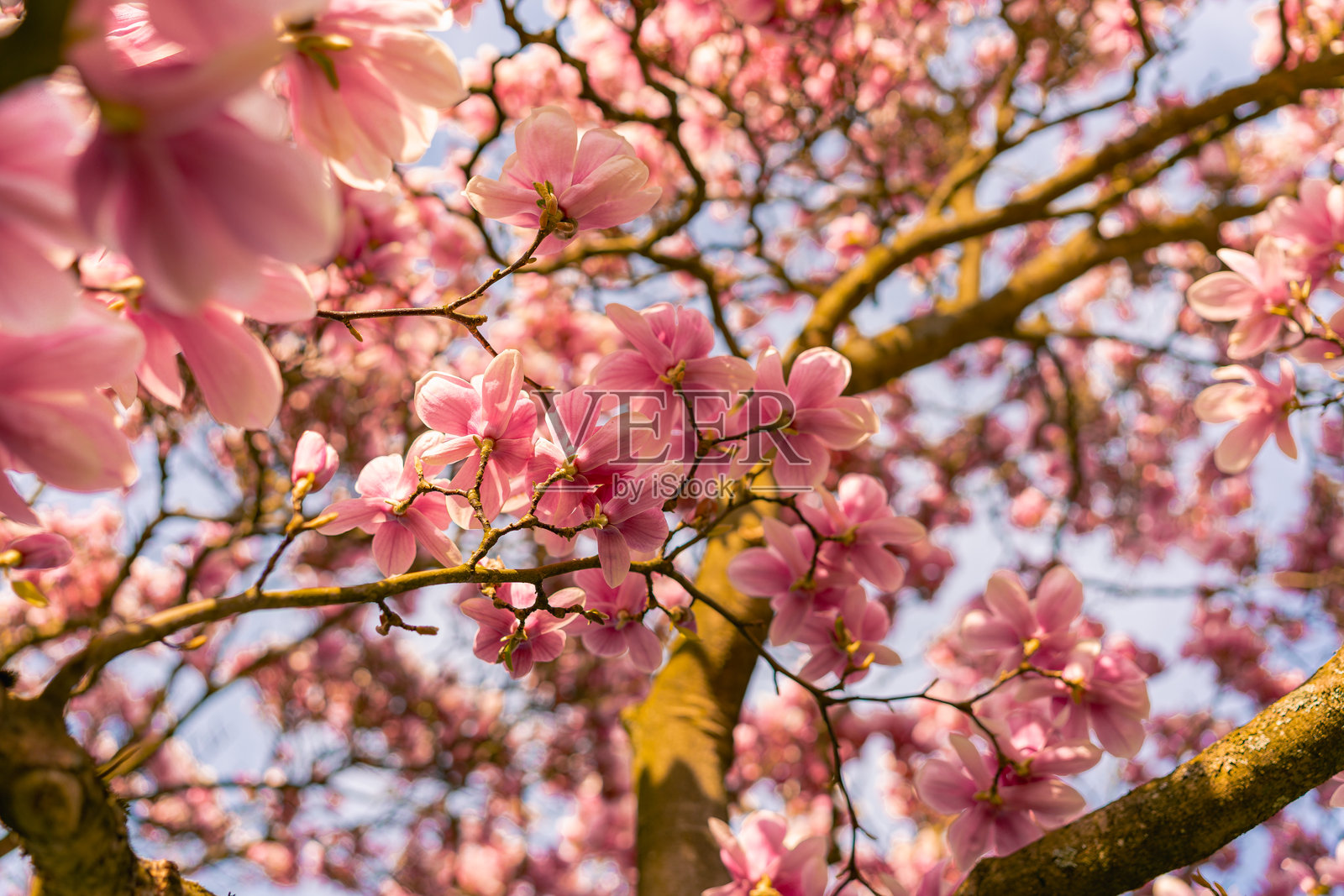 德国的玉兰春花。照片摄影图片