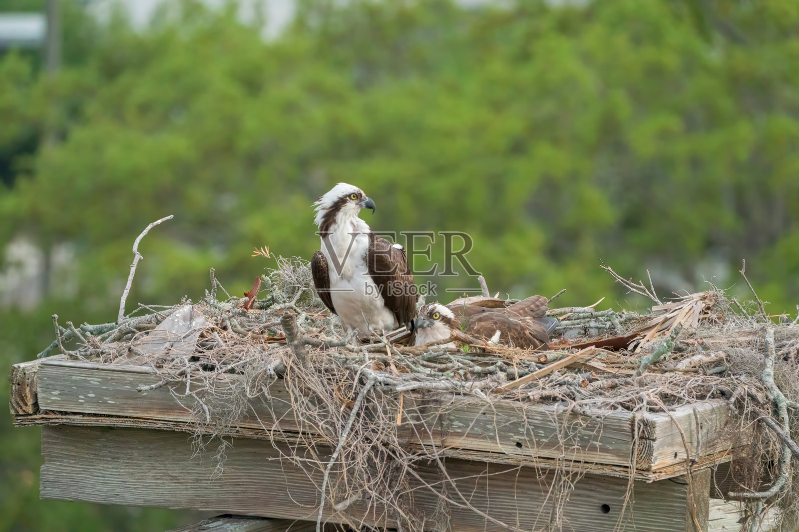 鱼鹰 (Pandion haliaetus)照片摄影图片