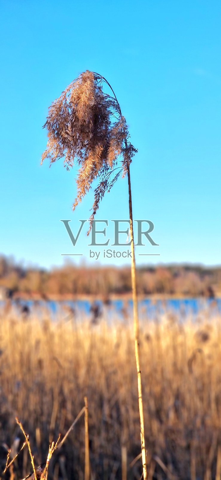 基默湖的芦苇照片摄影图片