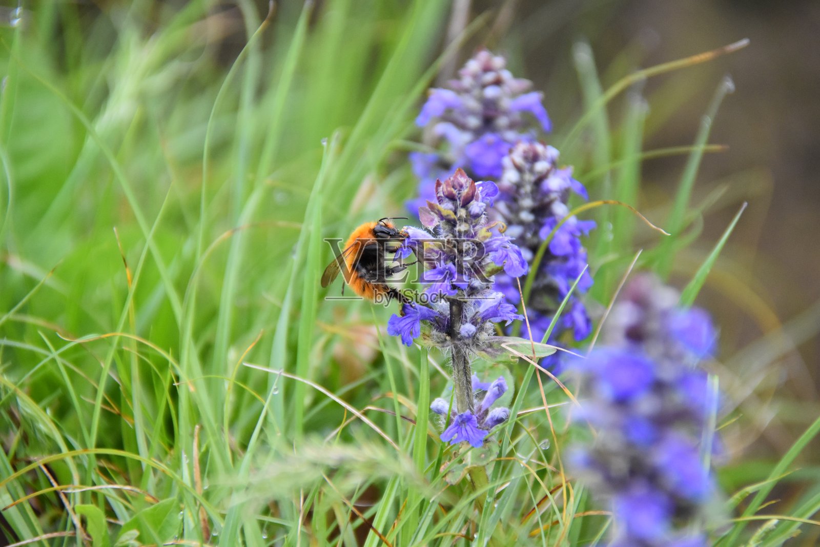 蜜蜂在花上照片摄影图片