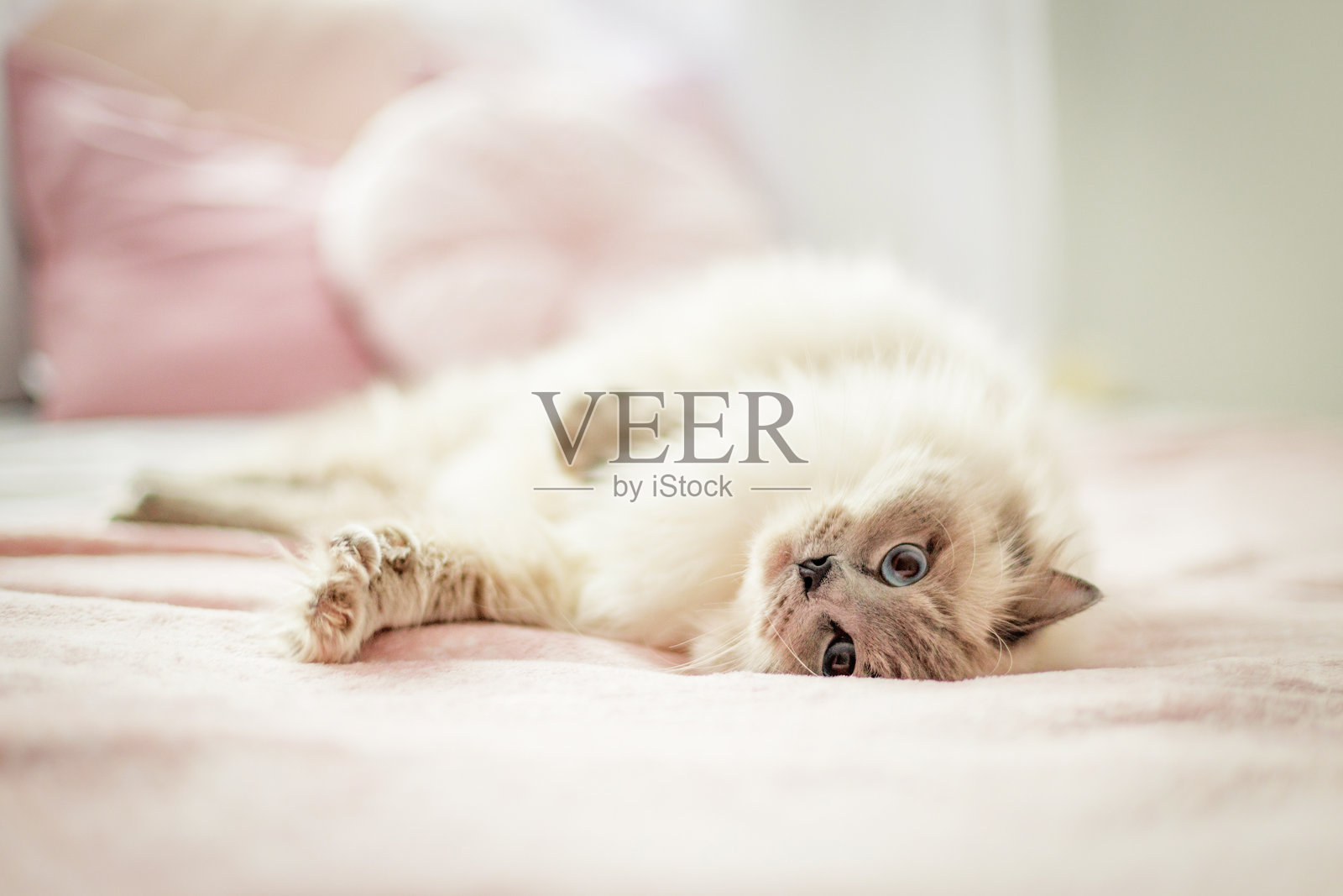 床上的猫照片摄影图片