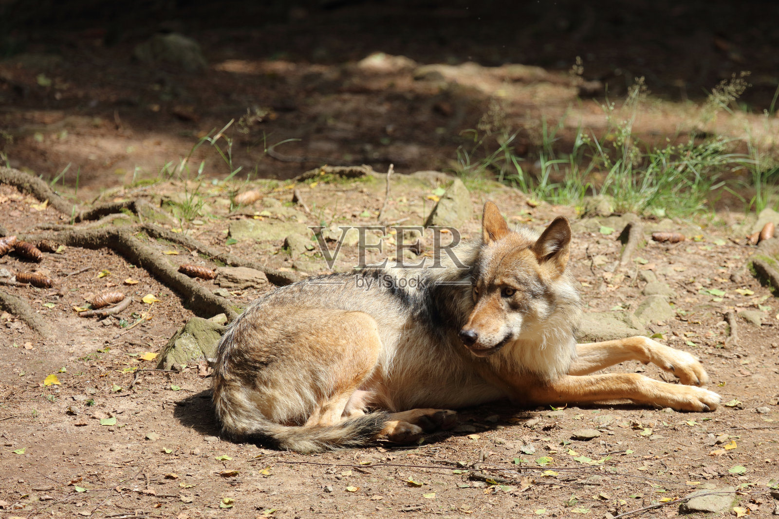 狼 / 狼 / 灰狼照片摄影图片