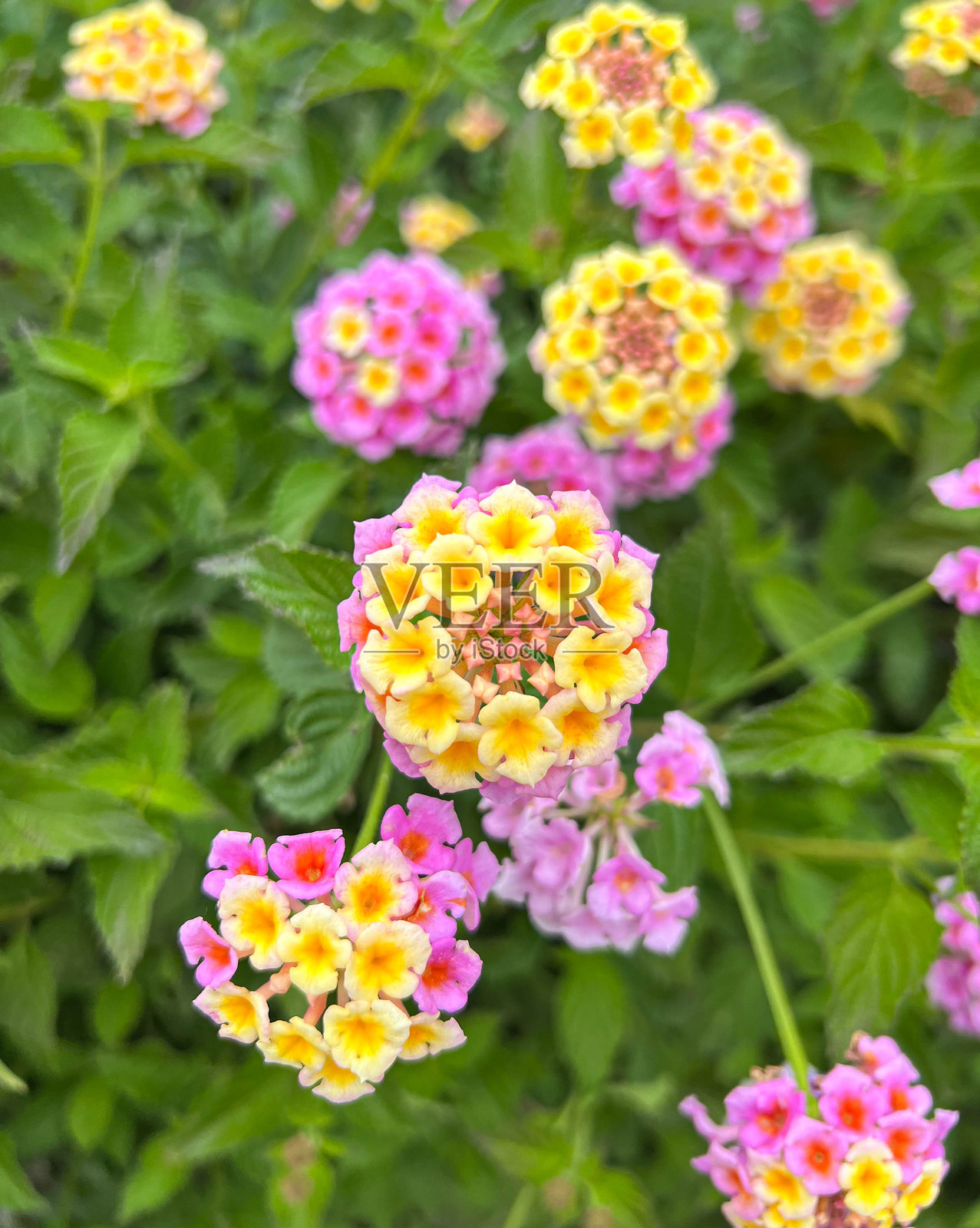 复活节装饰和花卉照片摄影图片