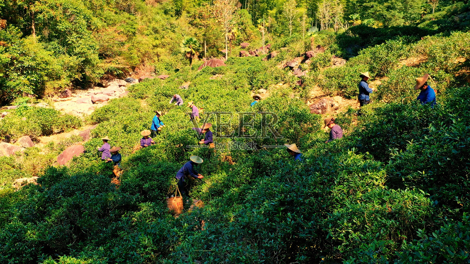 茶园,茶叶种植,武夷山,南平,福建,中国。大红袍茶。拇指茶园。照片摄影图片