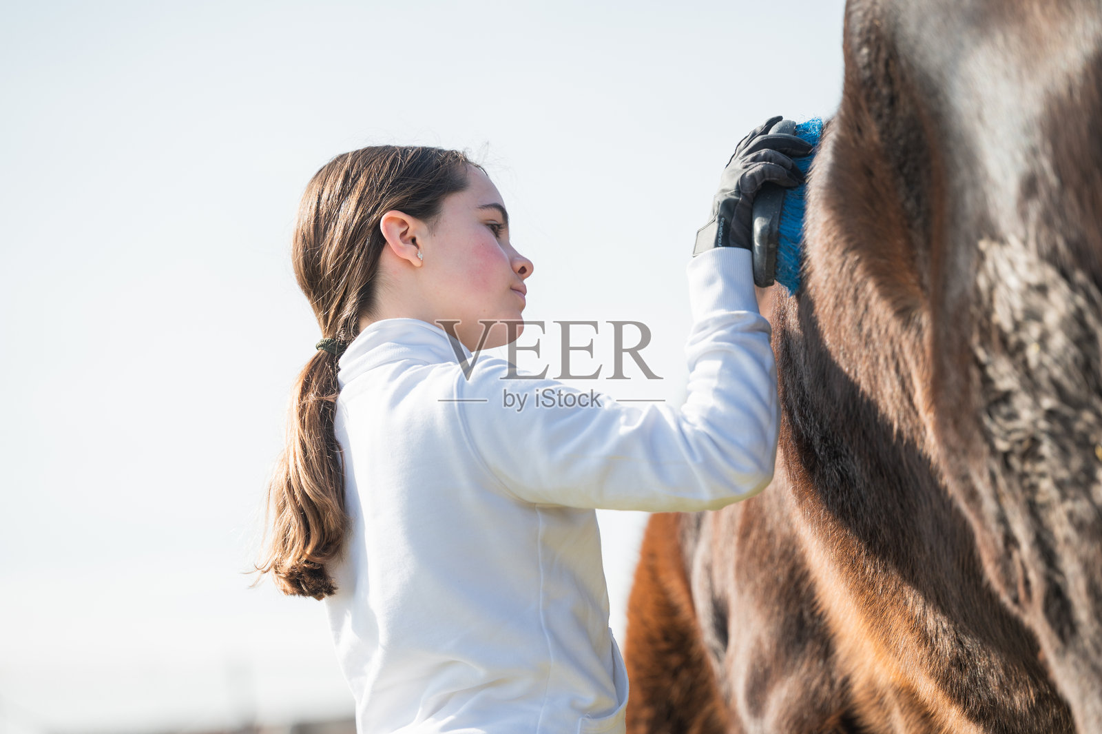 阳光明媚的日子里,小女孩正在用刷子为她的马梳理毛发。照片摄影图片