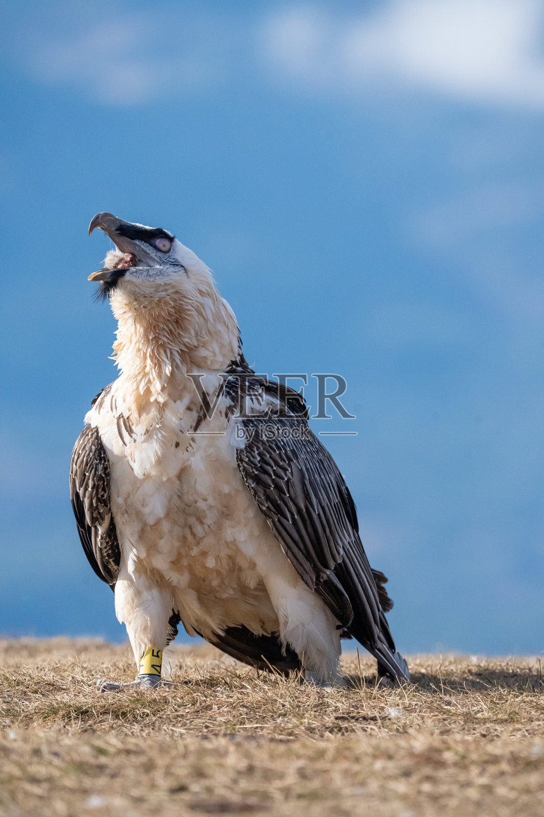 在西班牙拍摄的须鹫(Gypaetus barbatus)照片摄影图片