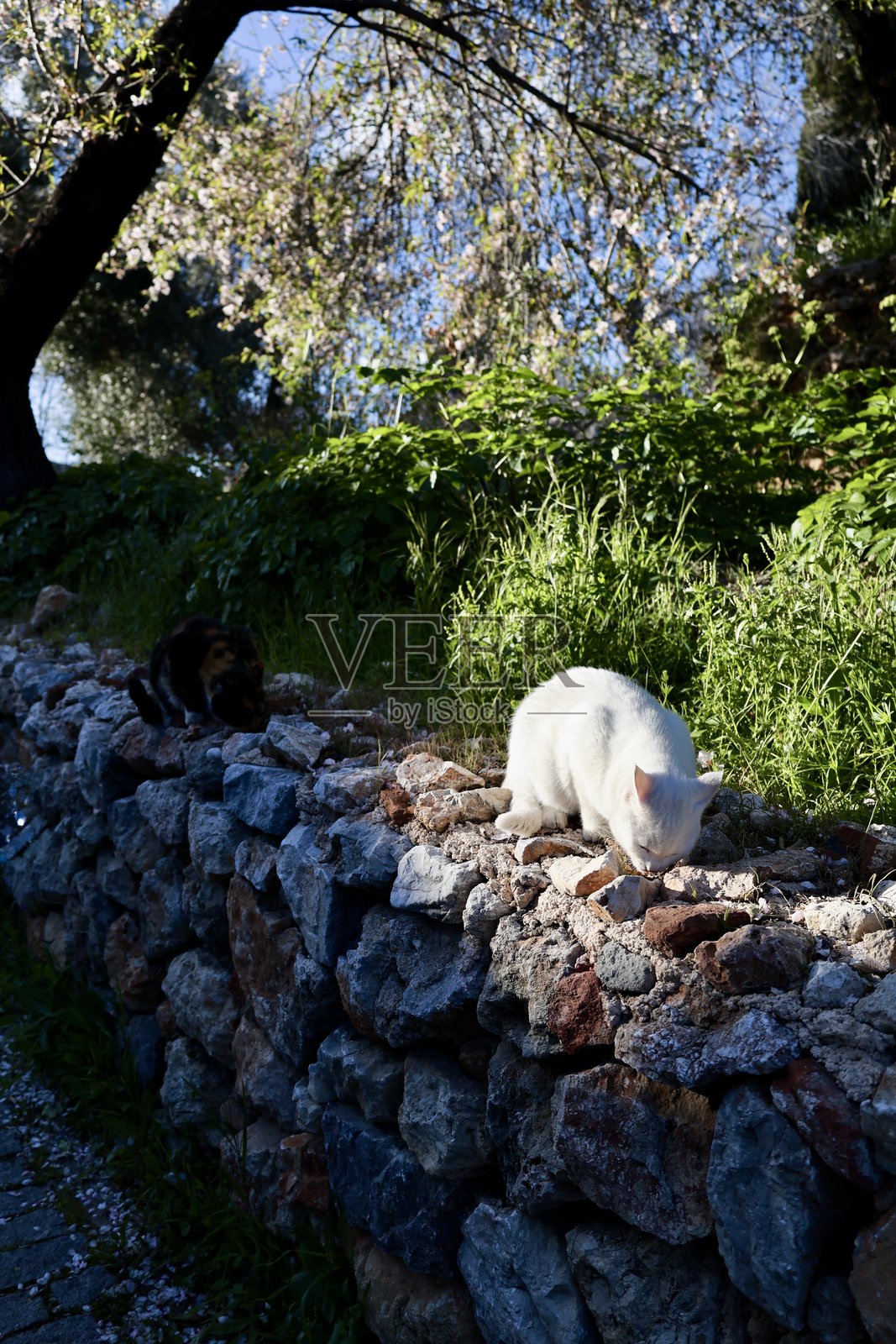猫咪享受阳光照片摄影图片