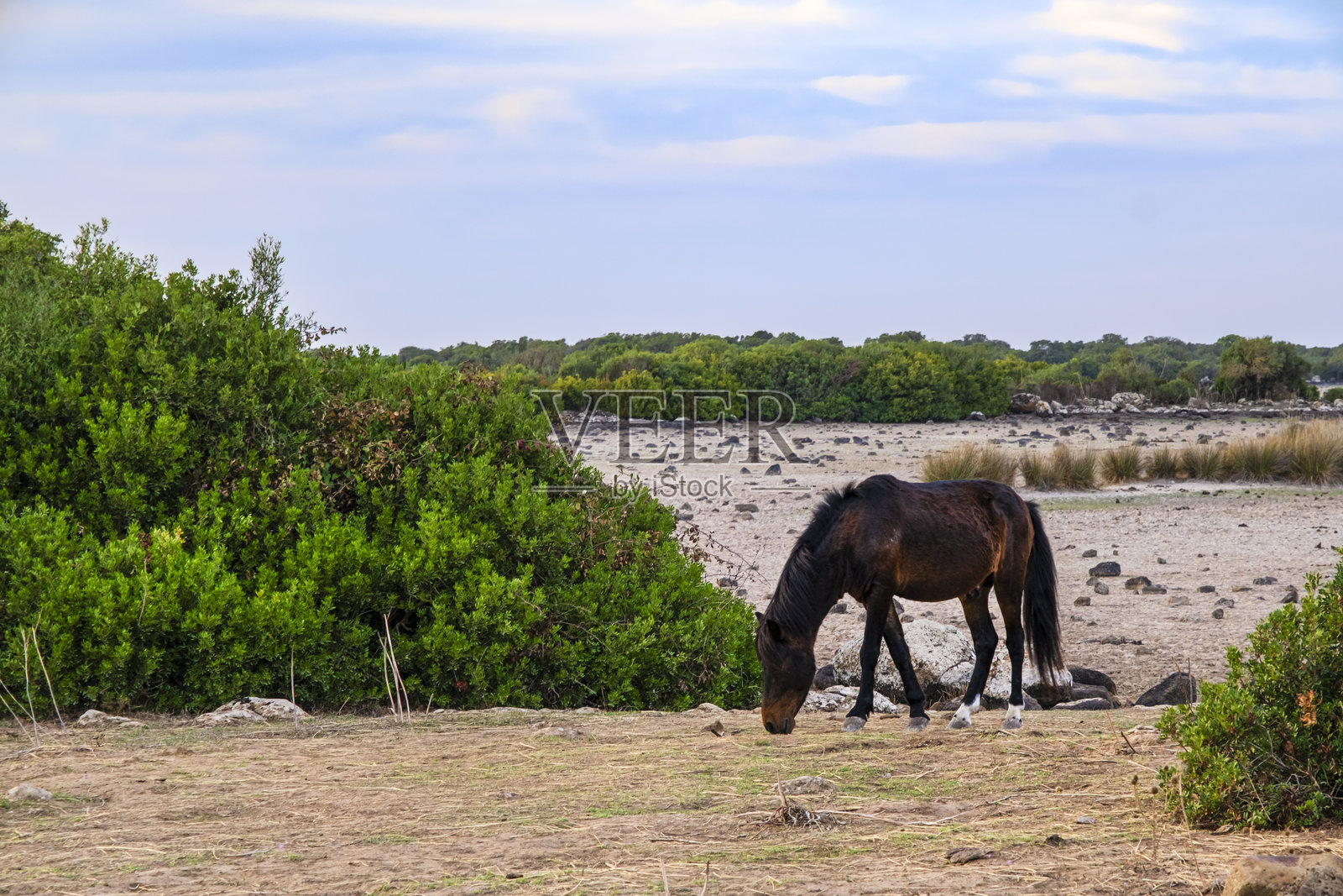 撒丁岛贾拉公园的野马照片摄影图片