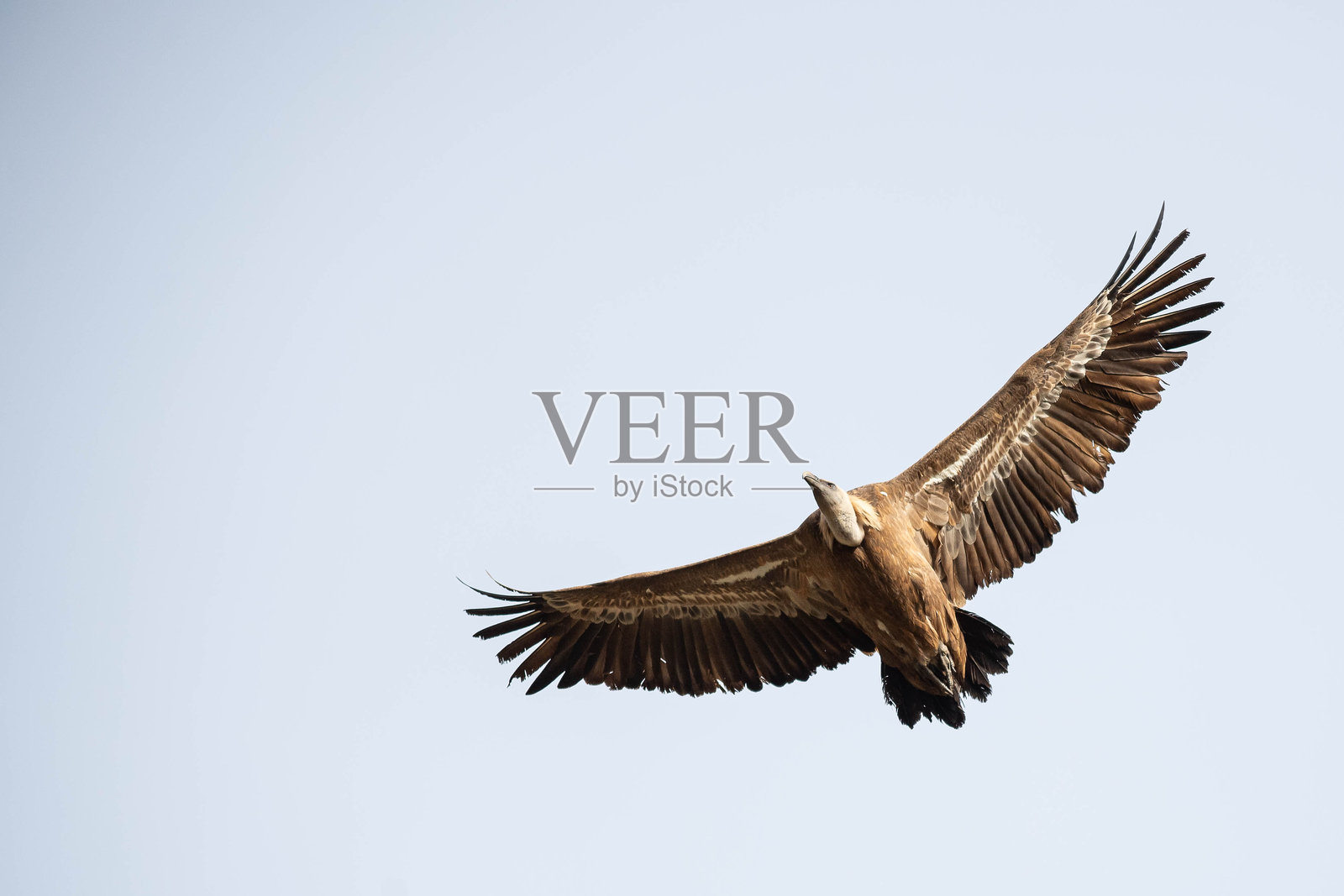 秃鹫照片摄影图片