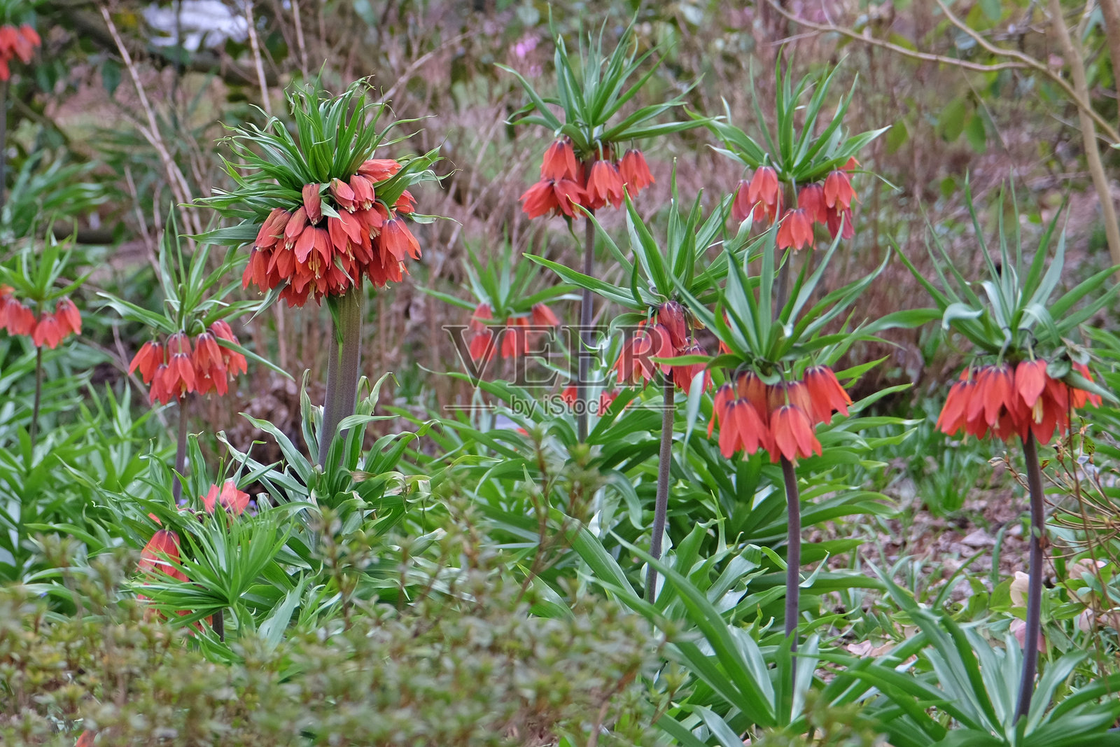 帝王百合,红美人盛开。照片摄影图片