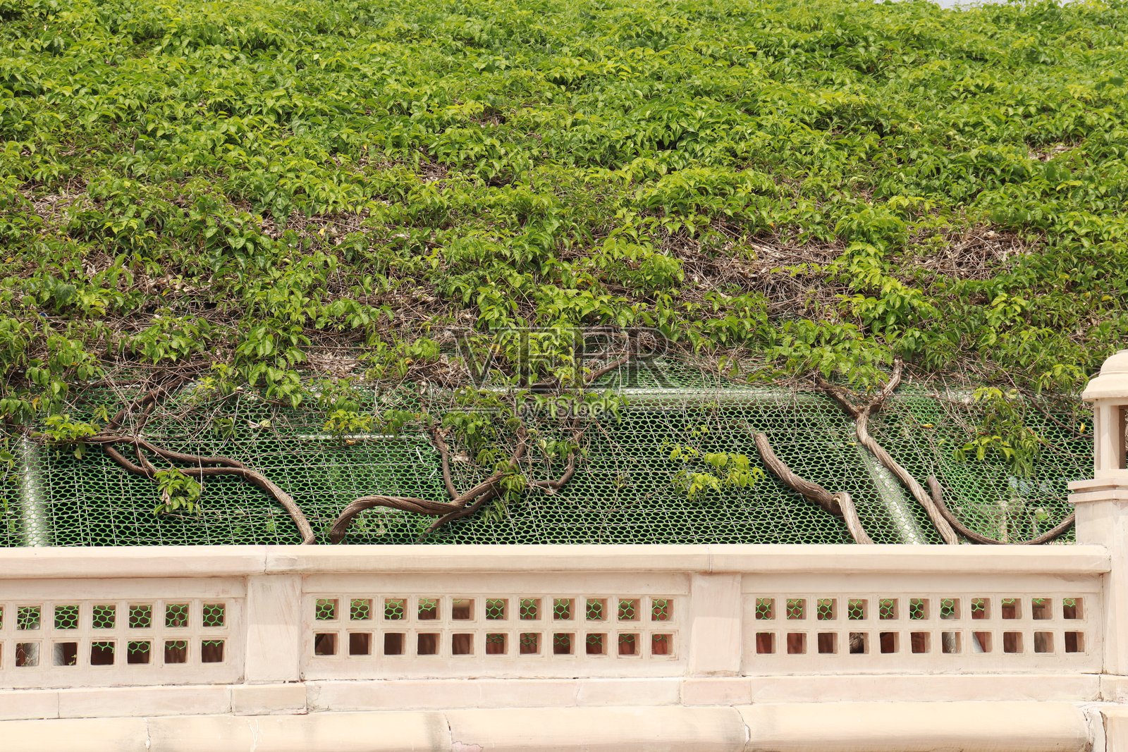 勒克瑙市生态花园和温室花园景观照片摄影图片