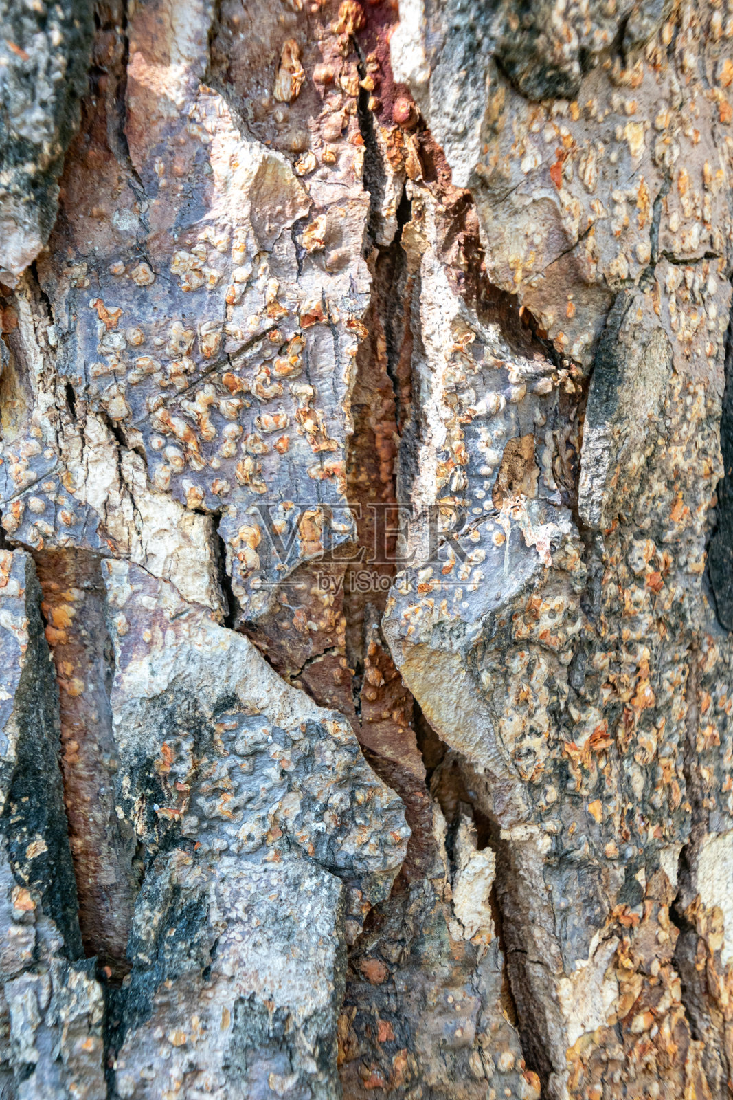 风化树皮的细致特写,展现独特的纹理和图案照片摄影图片