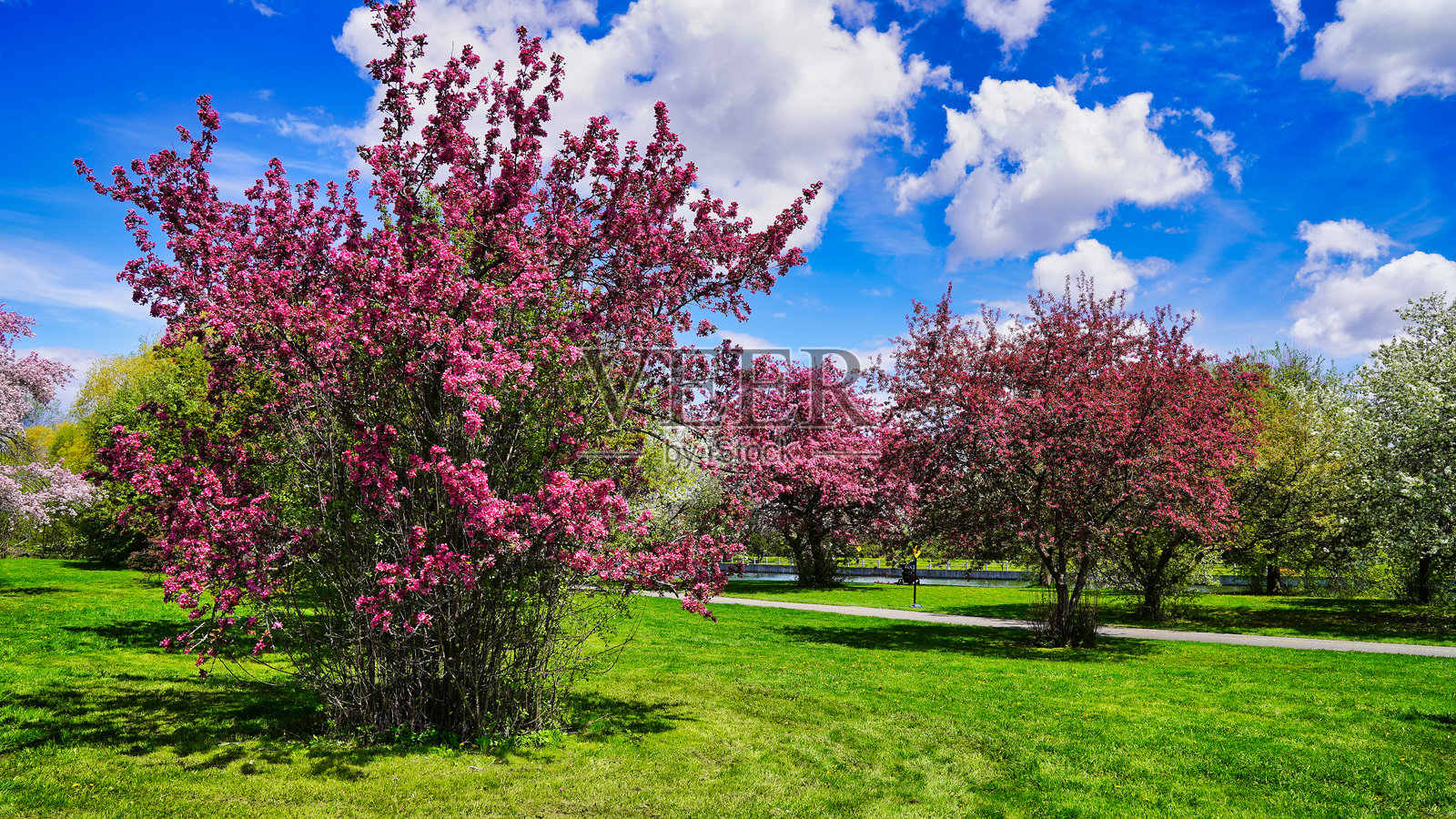 粉色的海棠花,统治者植物园,渥太华,安大略省,加拿大照片摄影图片