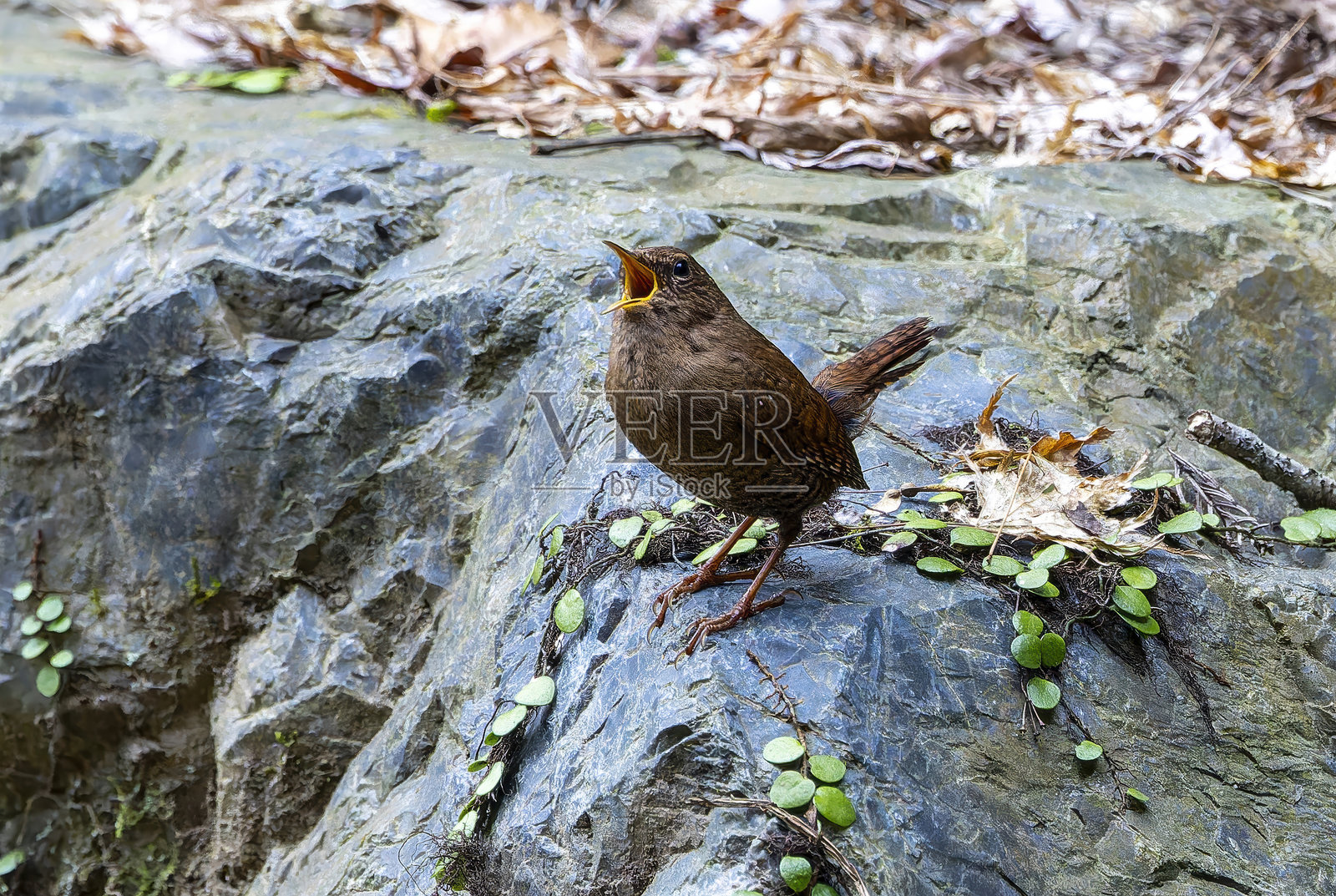 在岩石上唱歌的鹪鹩。照片摄影图片