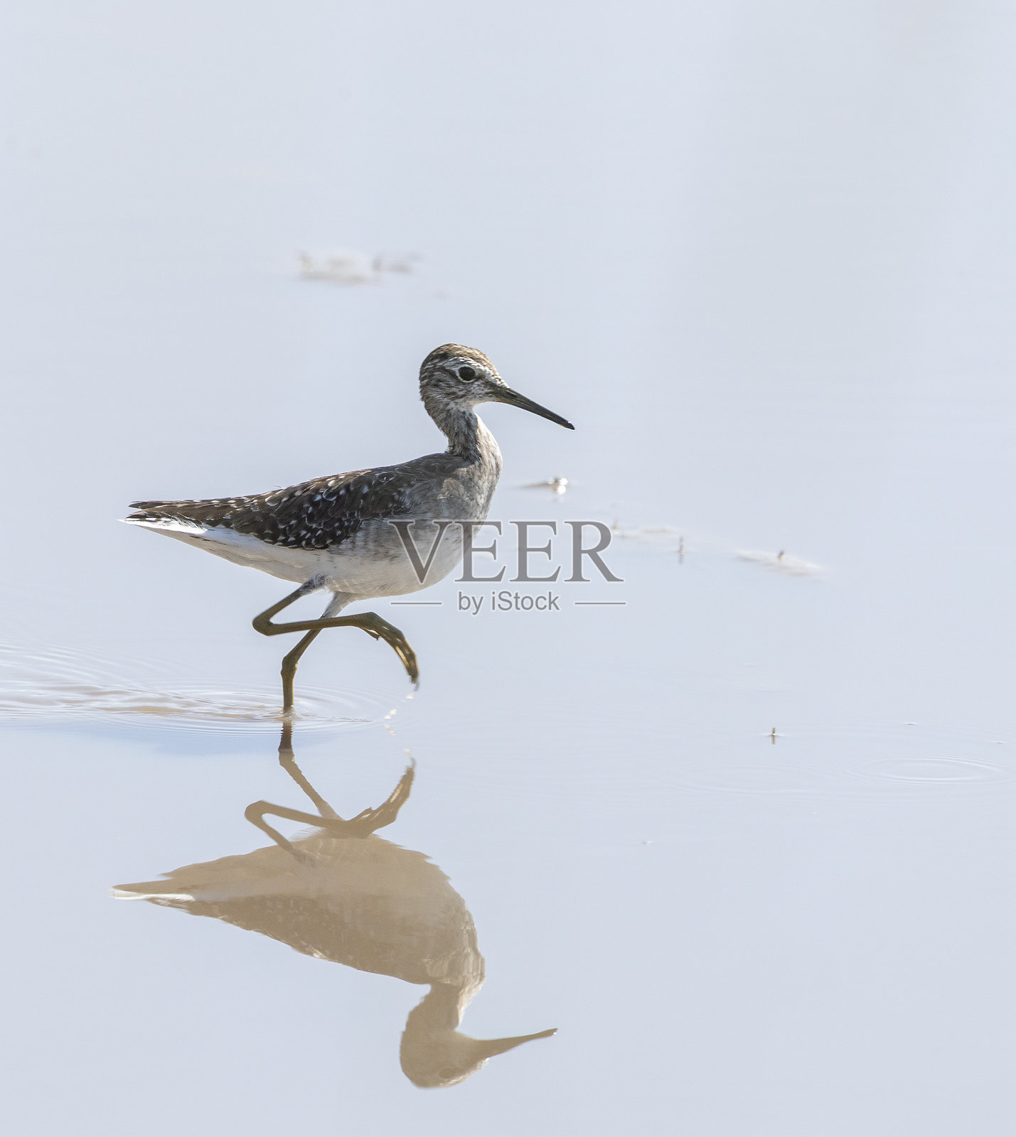 木沙锥鸟,Tringa glareola:坦桑尼亚塞伦盖蒂国家公园照片摄影图片