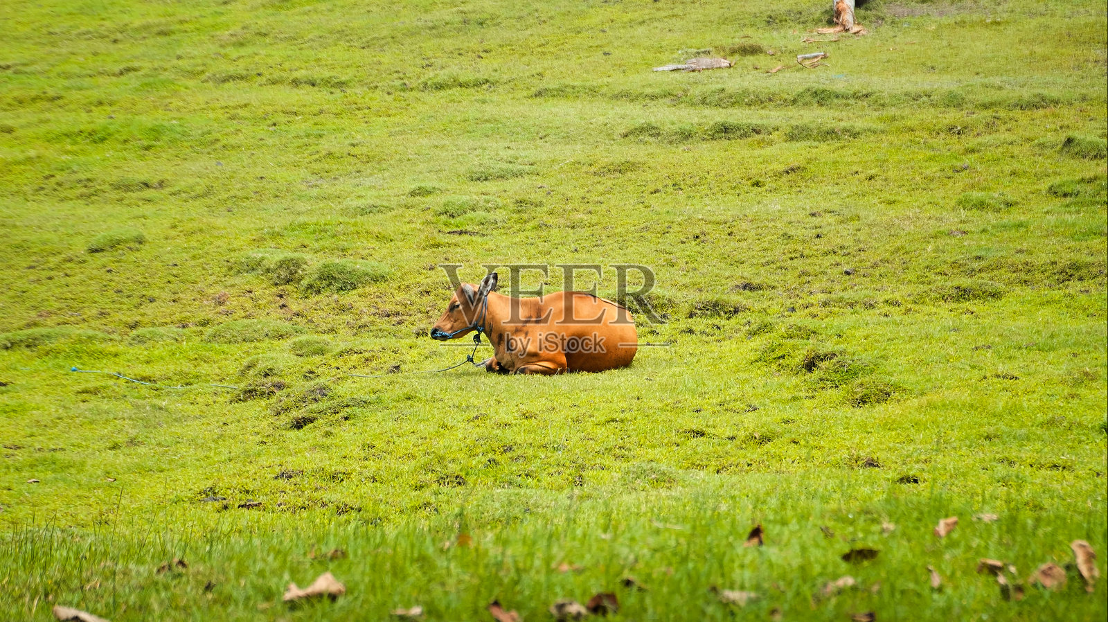 印尼的黄色野牛在绿色的田野上吃草照片摄影图片