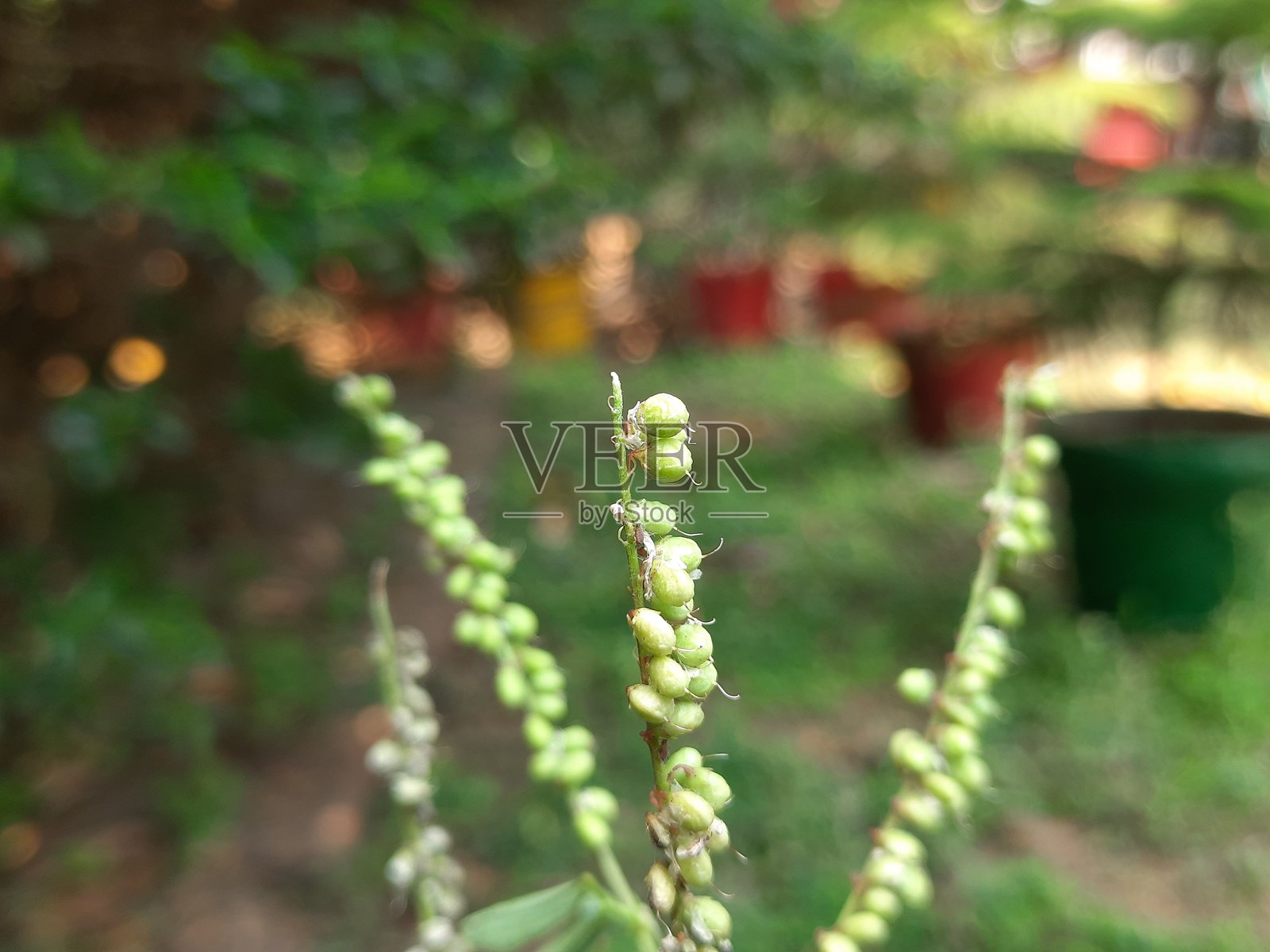 白花三叶草植物的果实。照片摄影图片