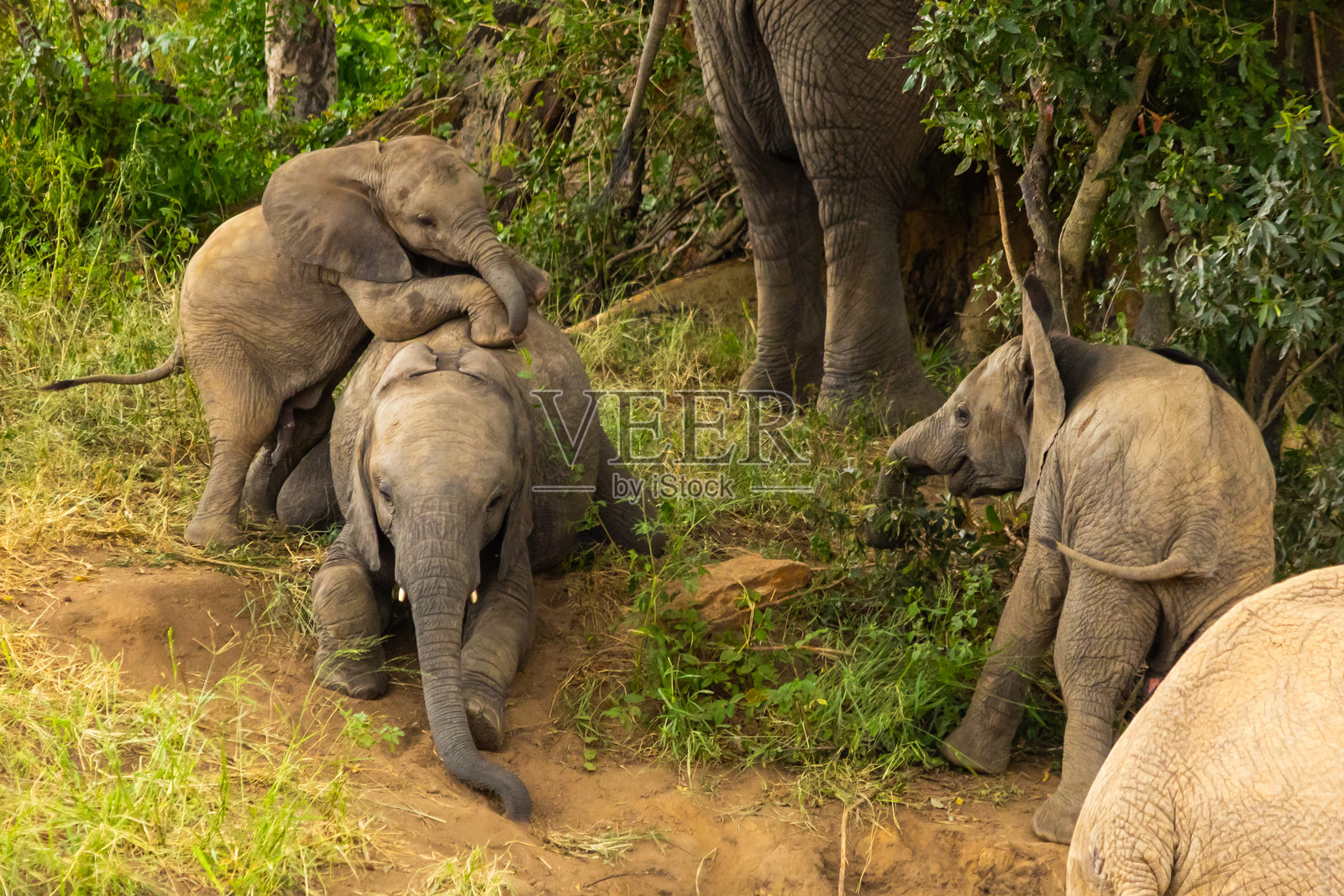 三只小象(非洲象)在玩耍照片摄影图片