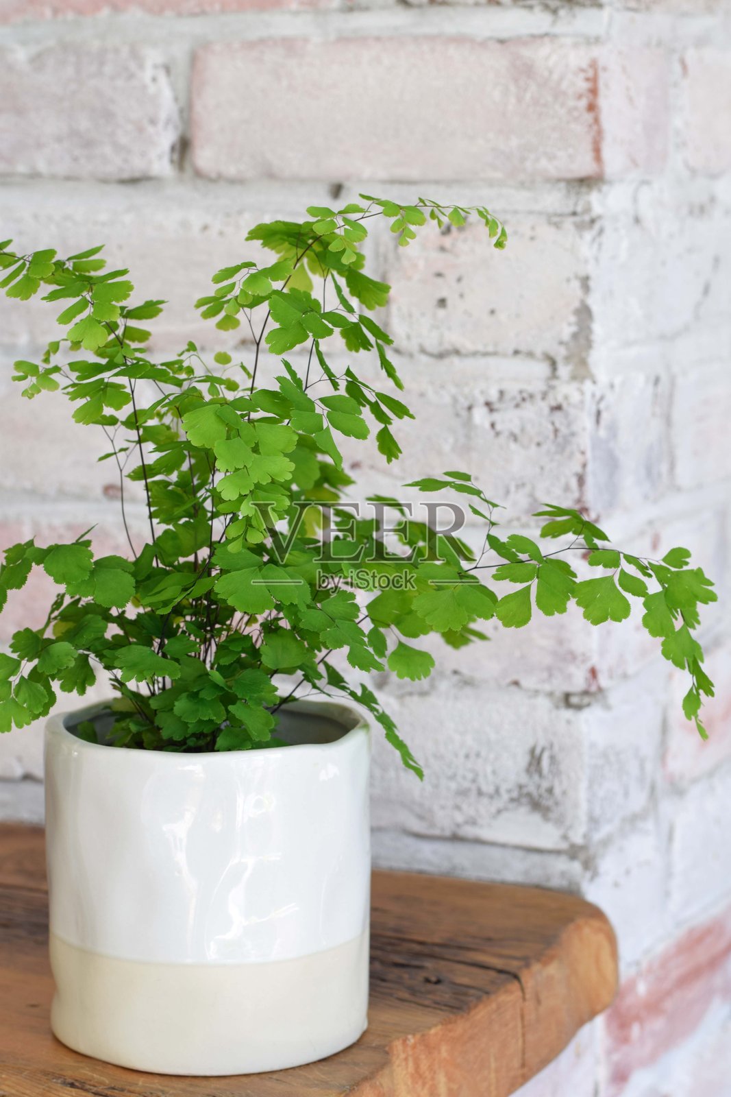 木架子上摆放着的女儿蕨室内植物,背景是砖墙。照片摄影图片