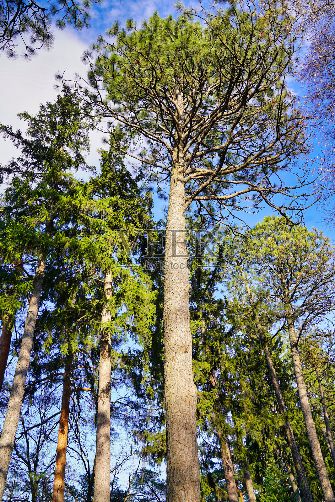 高大的挪威松,统治者植物园,渥太华,安大略省,加拿大照片摄影图片