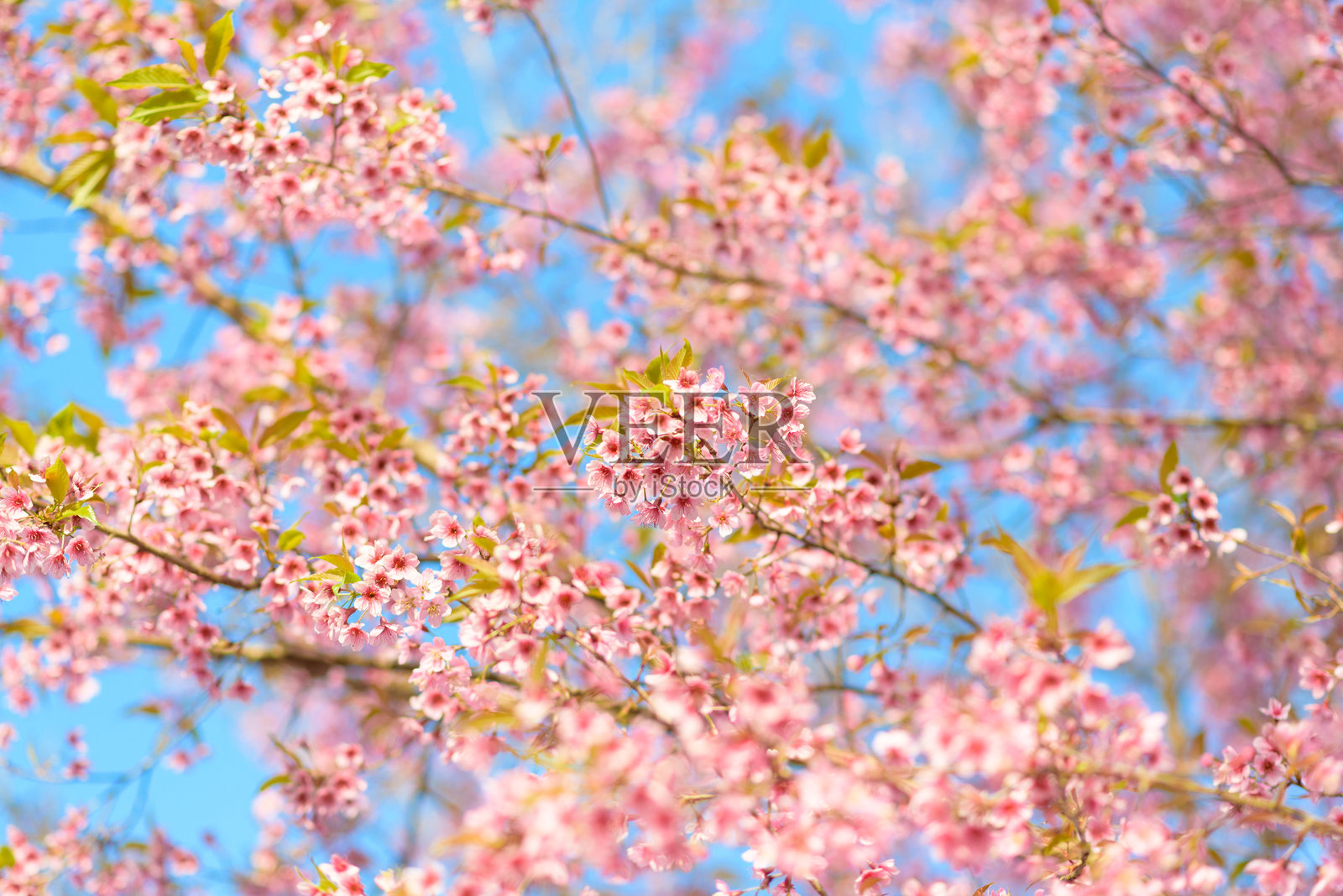 野喜马拉雅樱桃(Prunus cerasoides)或泰国樱花的特写镜头照片摄影图片