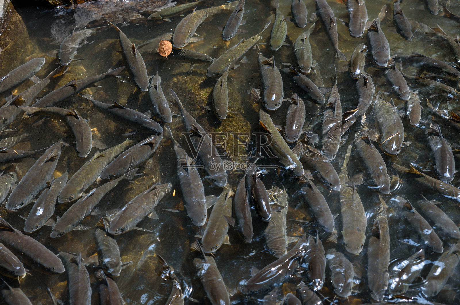 Neolissochilus鱼生活在泰国Kaeng Krachan国家公园的Pa La-U瀑布。照片摄影图片