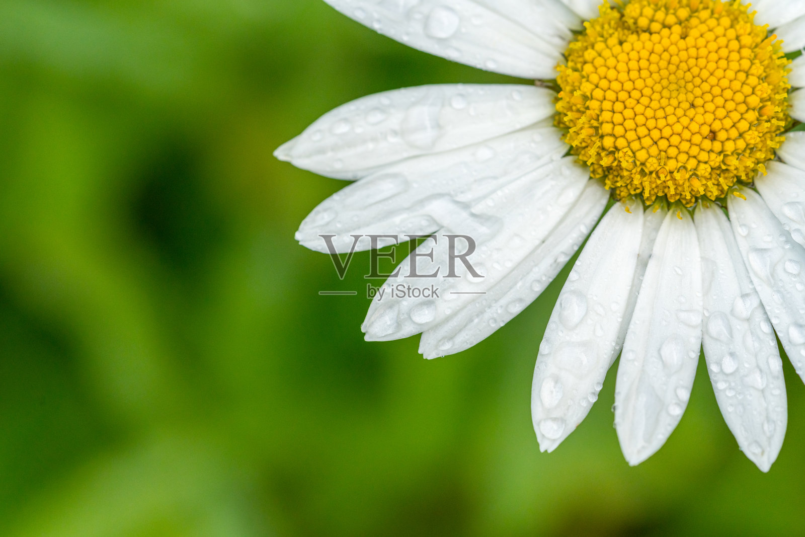 花园里的雏菊照片摄影图片