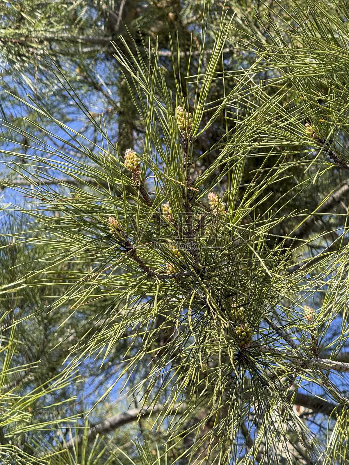 松子照片摄影图片